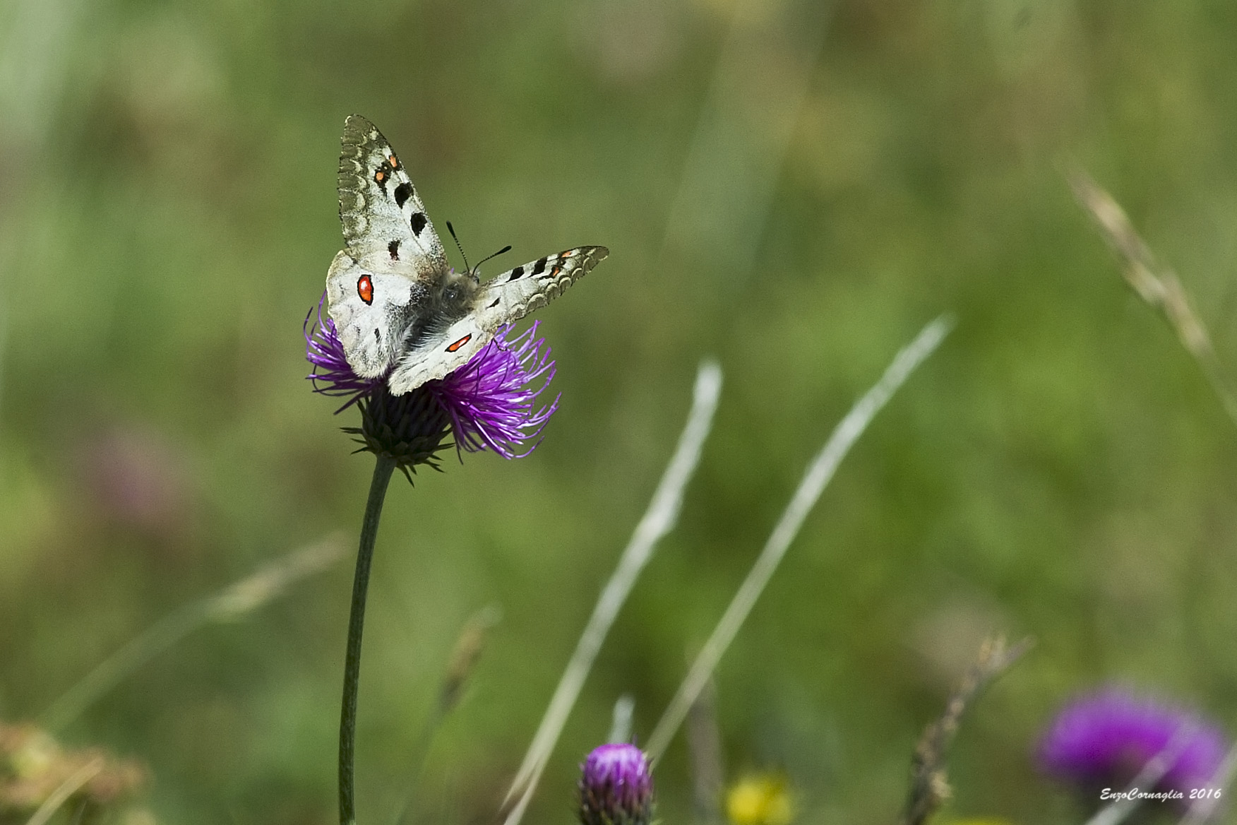 Parnassius phoebus
