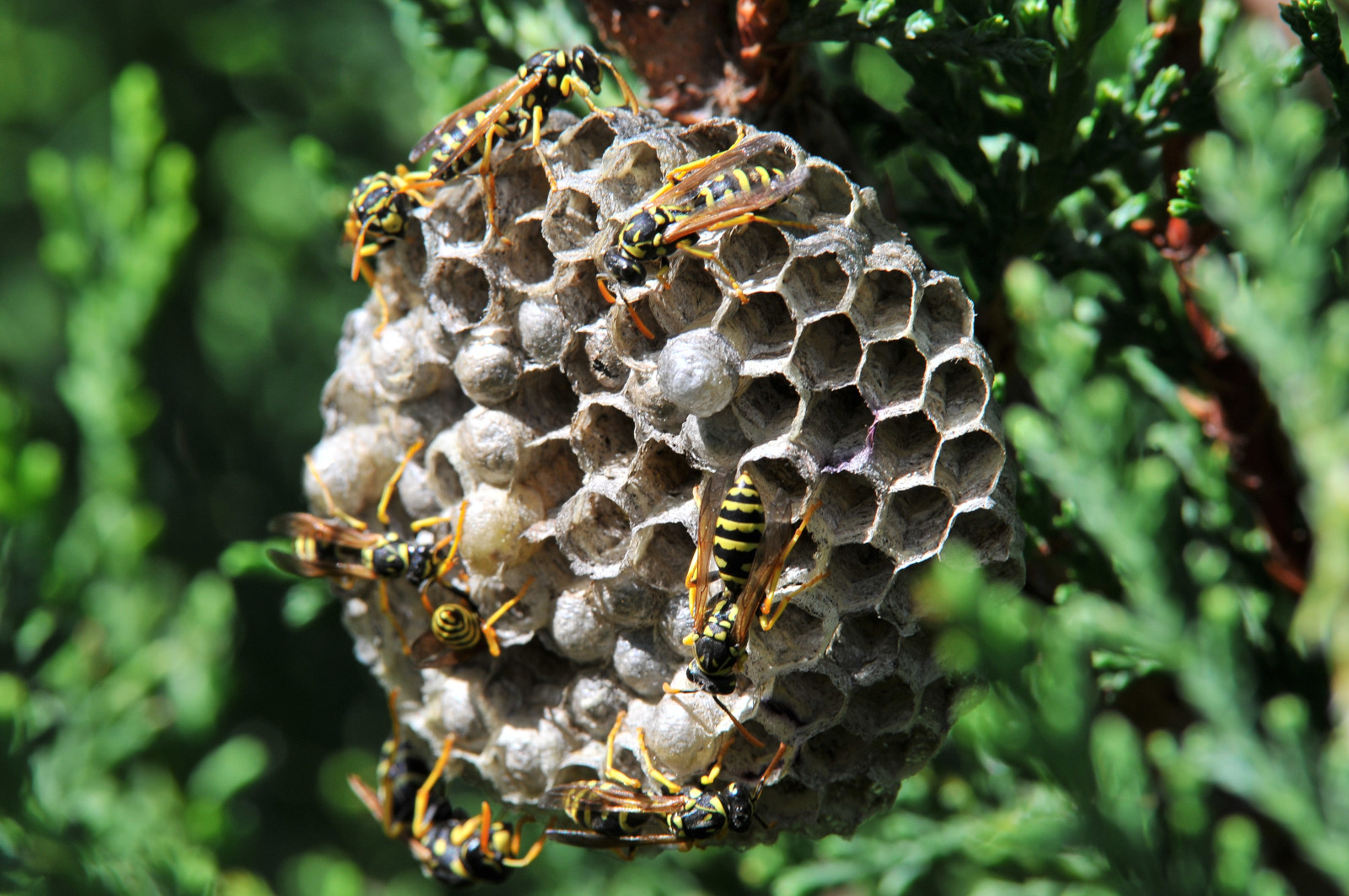 Wasps nest of fearsome.