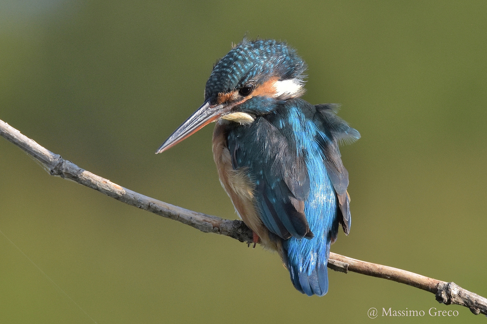 Che pesce prendere ??