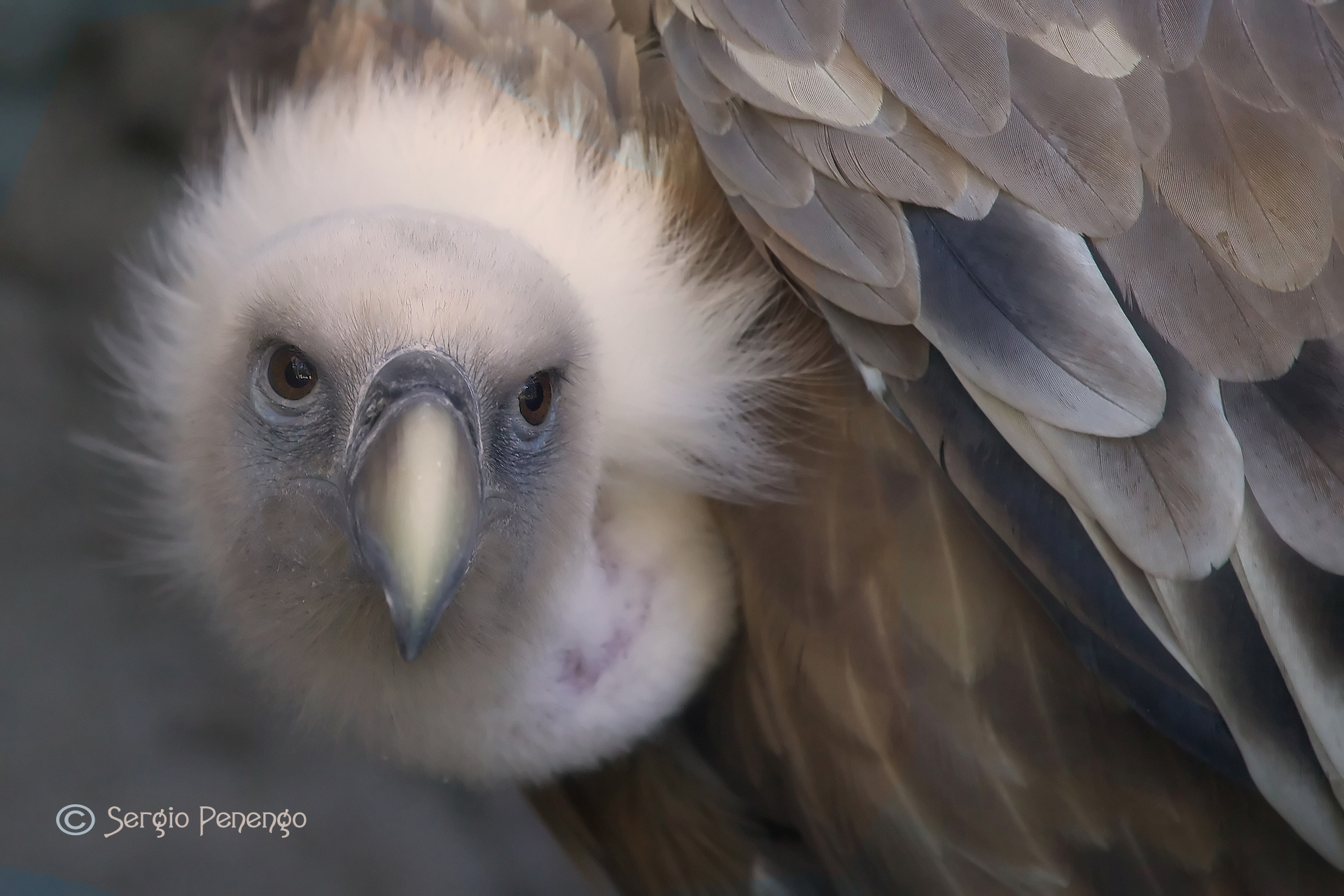 "The look of the Griffon"