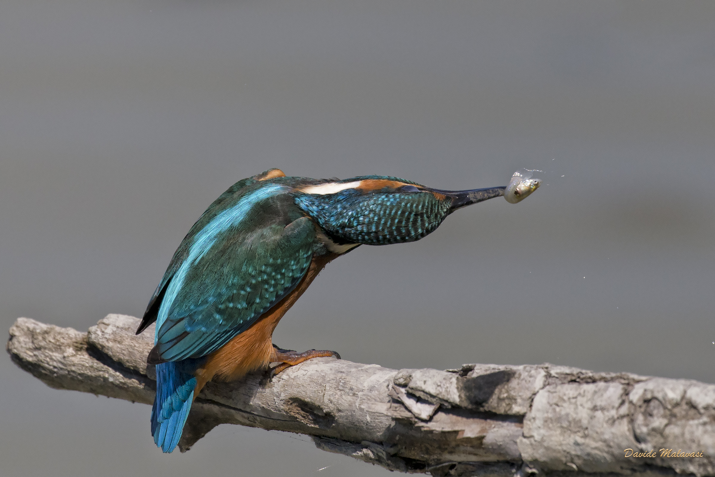 Kingfisher