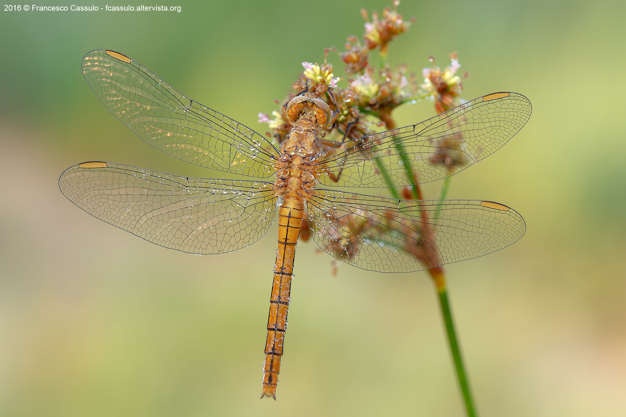 Orthetrum coerulescens (Fabricius, 1798)