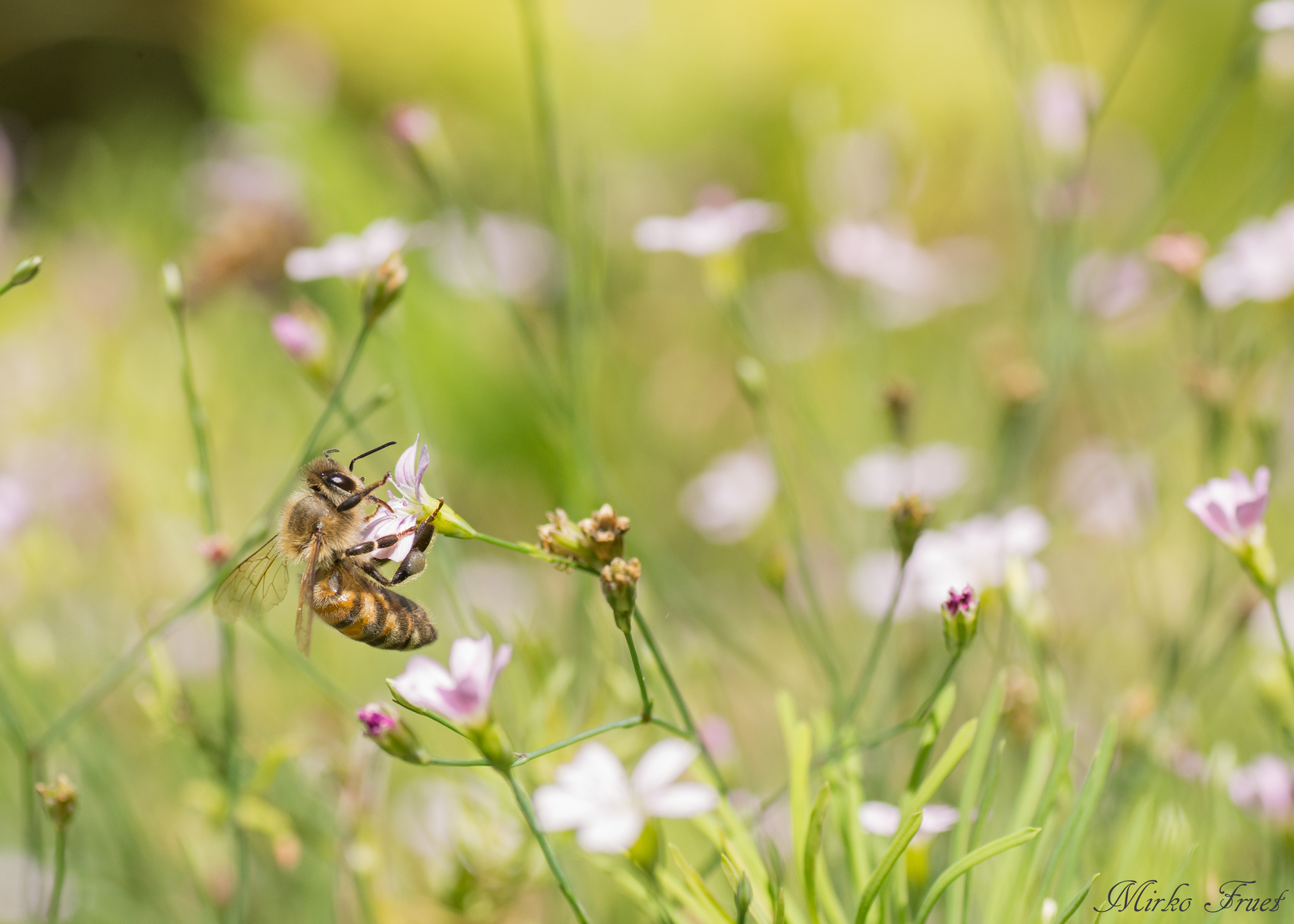 Da un fiore all'altro