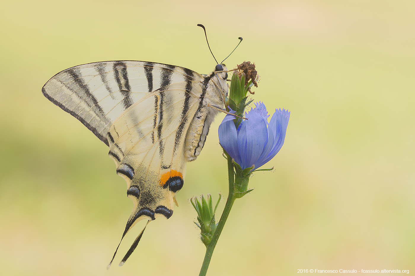 Iphiclides podalirius (Linnaeus, 1758)