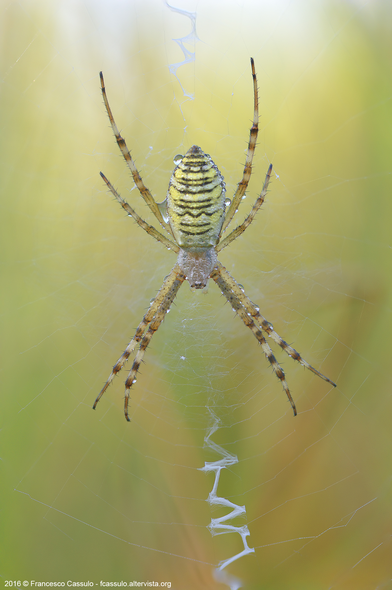 Argiope bruennichi (Scopoli, 1772)