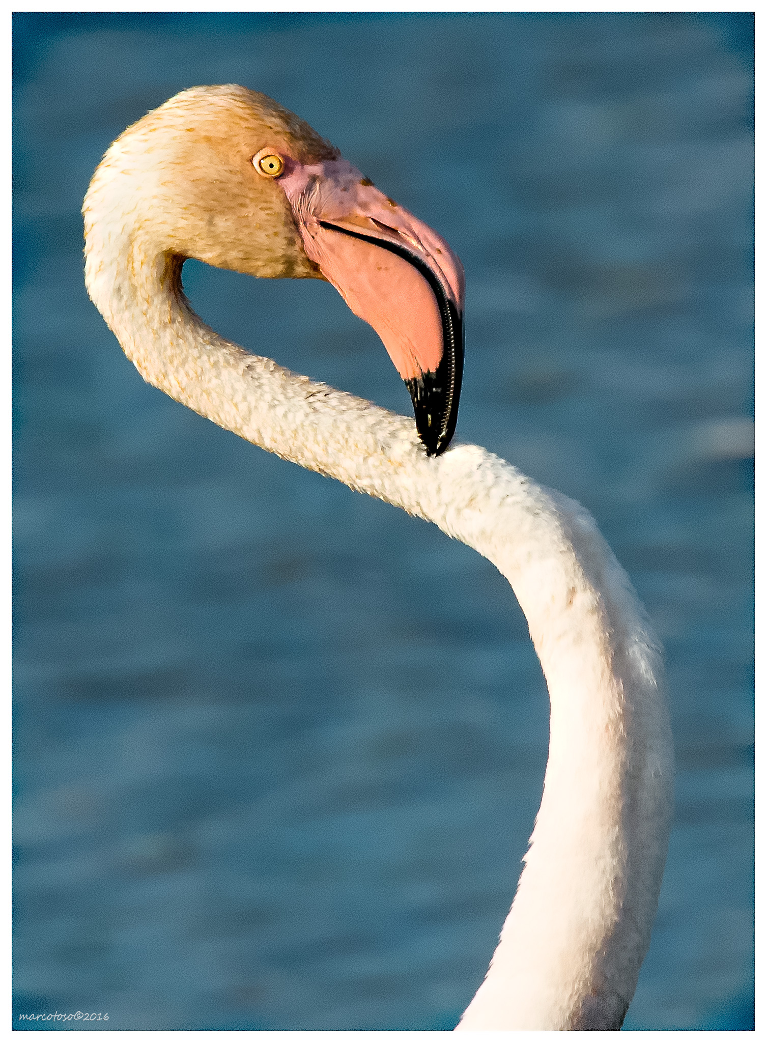 Flamingo siphon