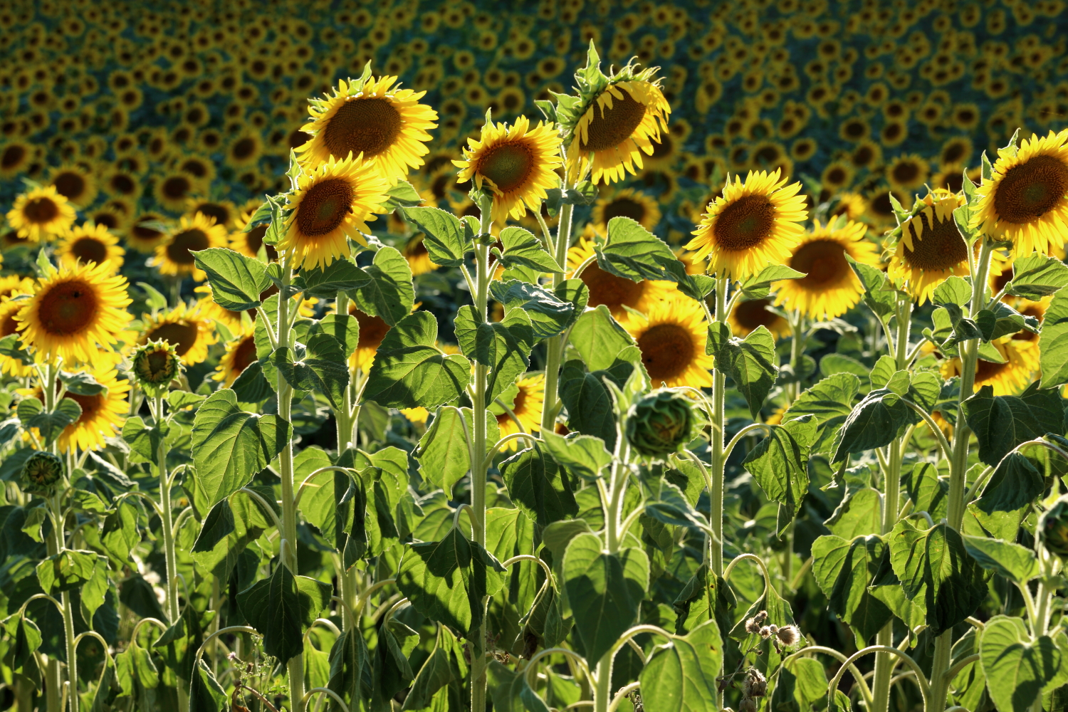 Girasoli in Val d'Orcia