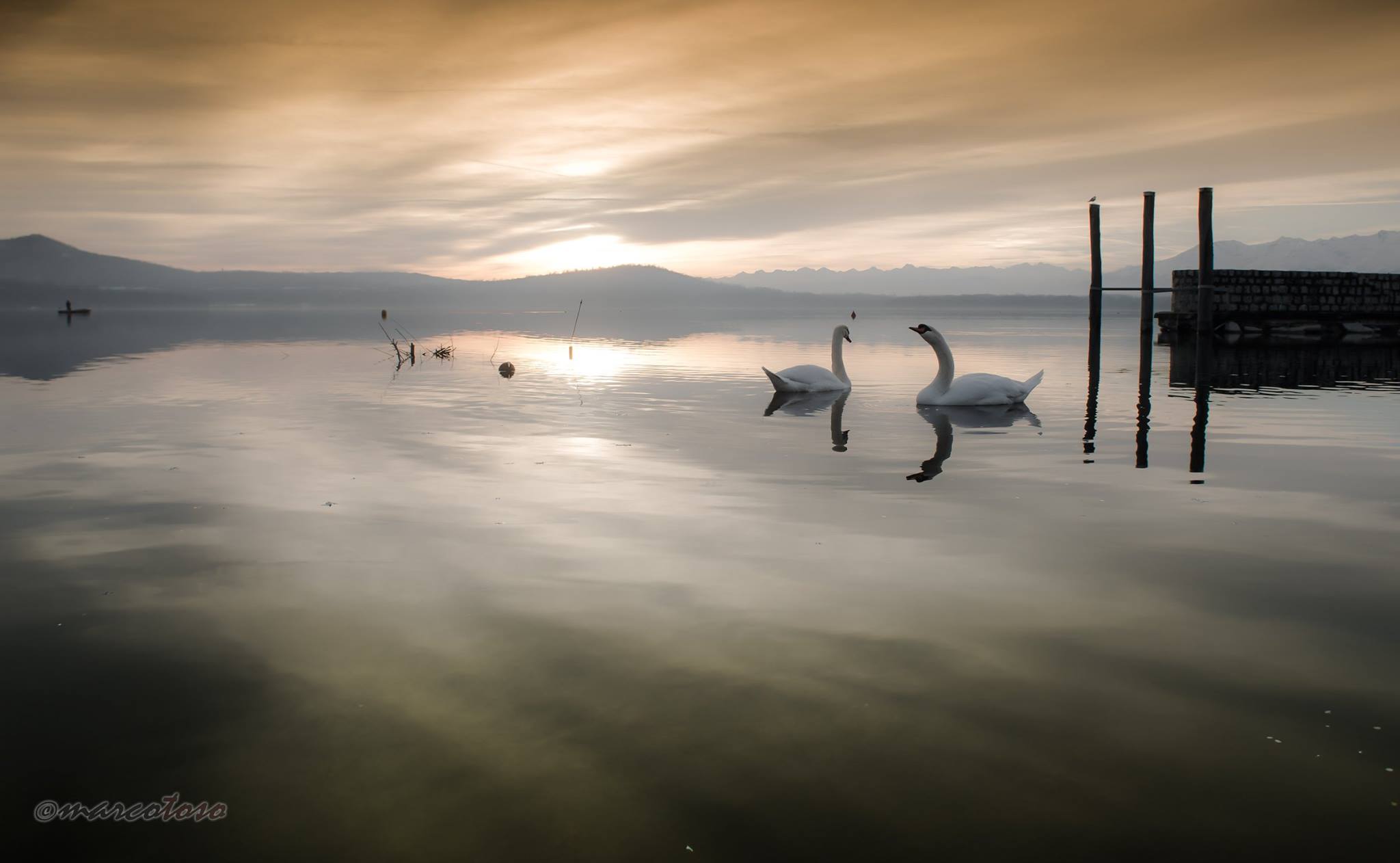 Swans in Viverone