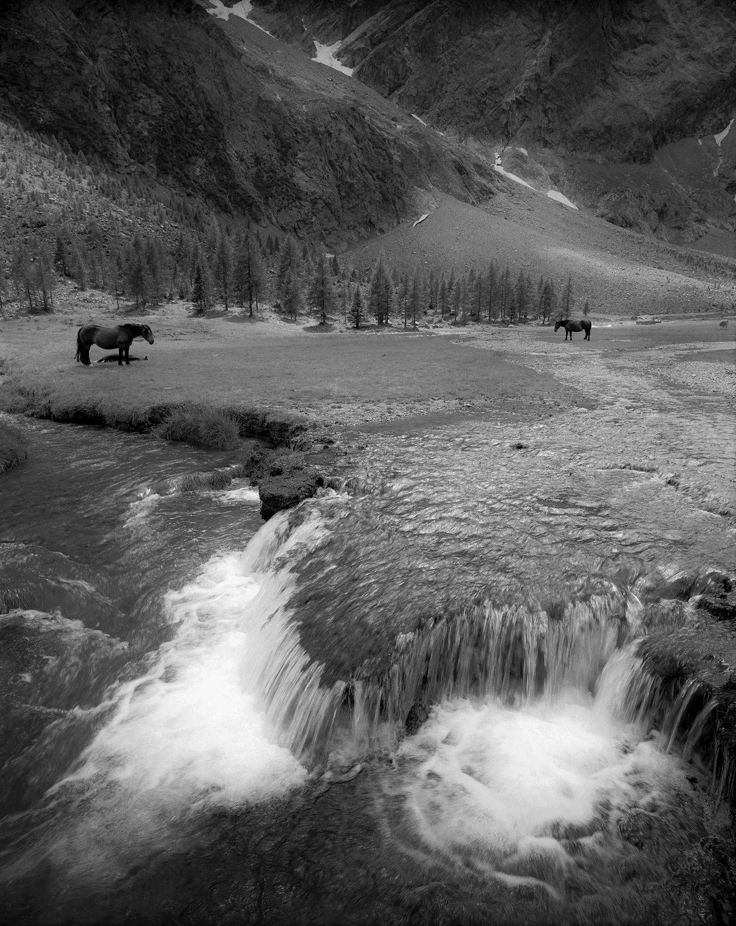 Horses, Gradenbach, Hohe Tauern