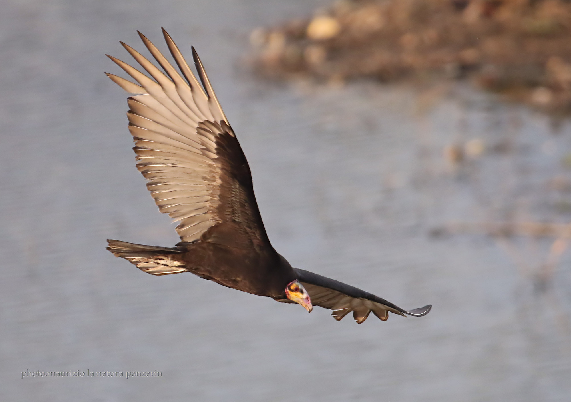 necked vulture!