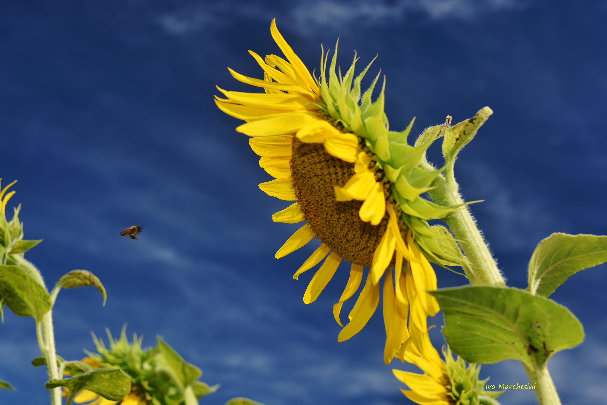 L'ape operaia e il girasole