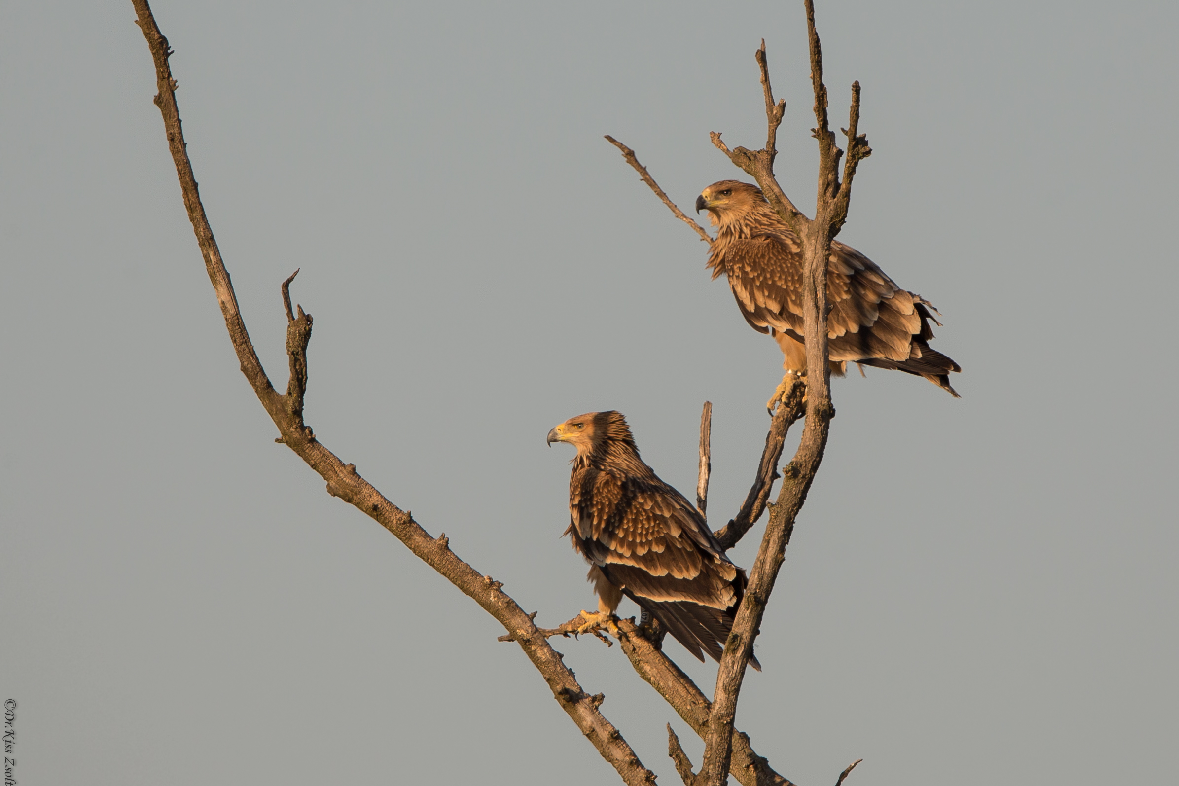 Prendere il sole aquile