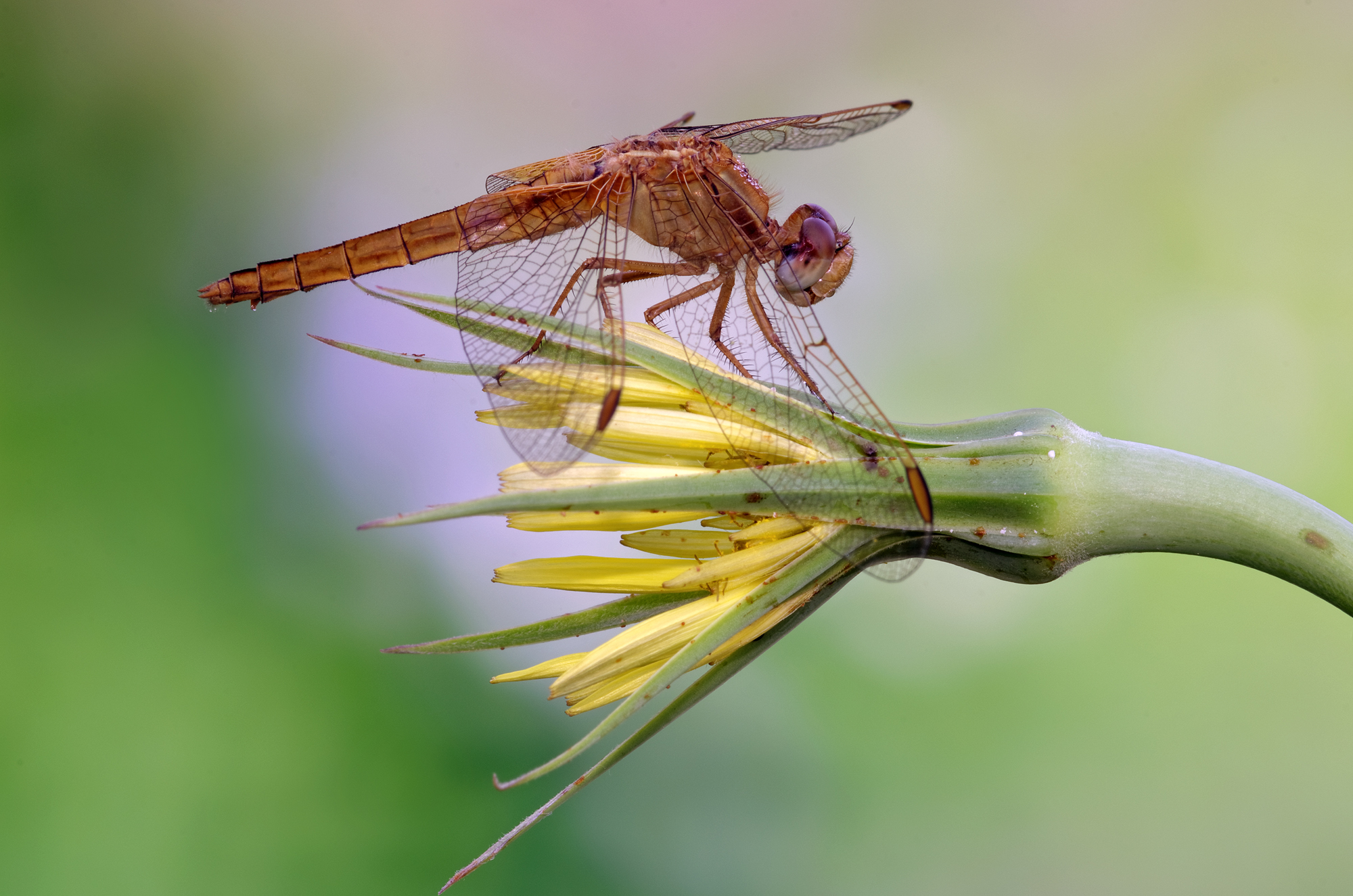 Crocothemis erythraea femmina