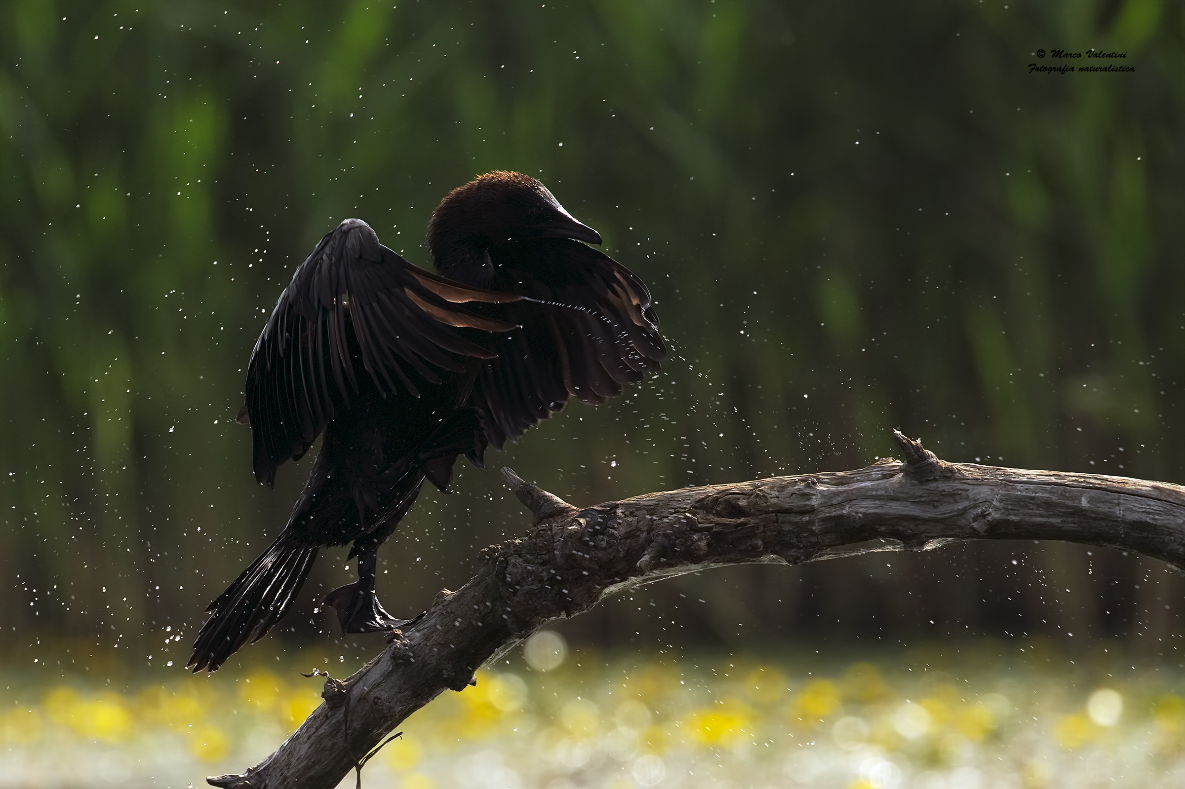 The dance of the drops