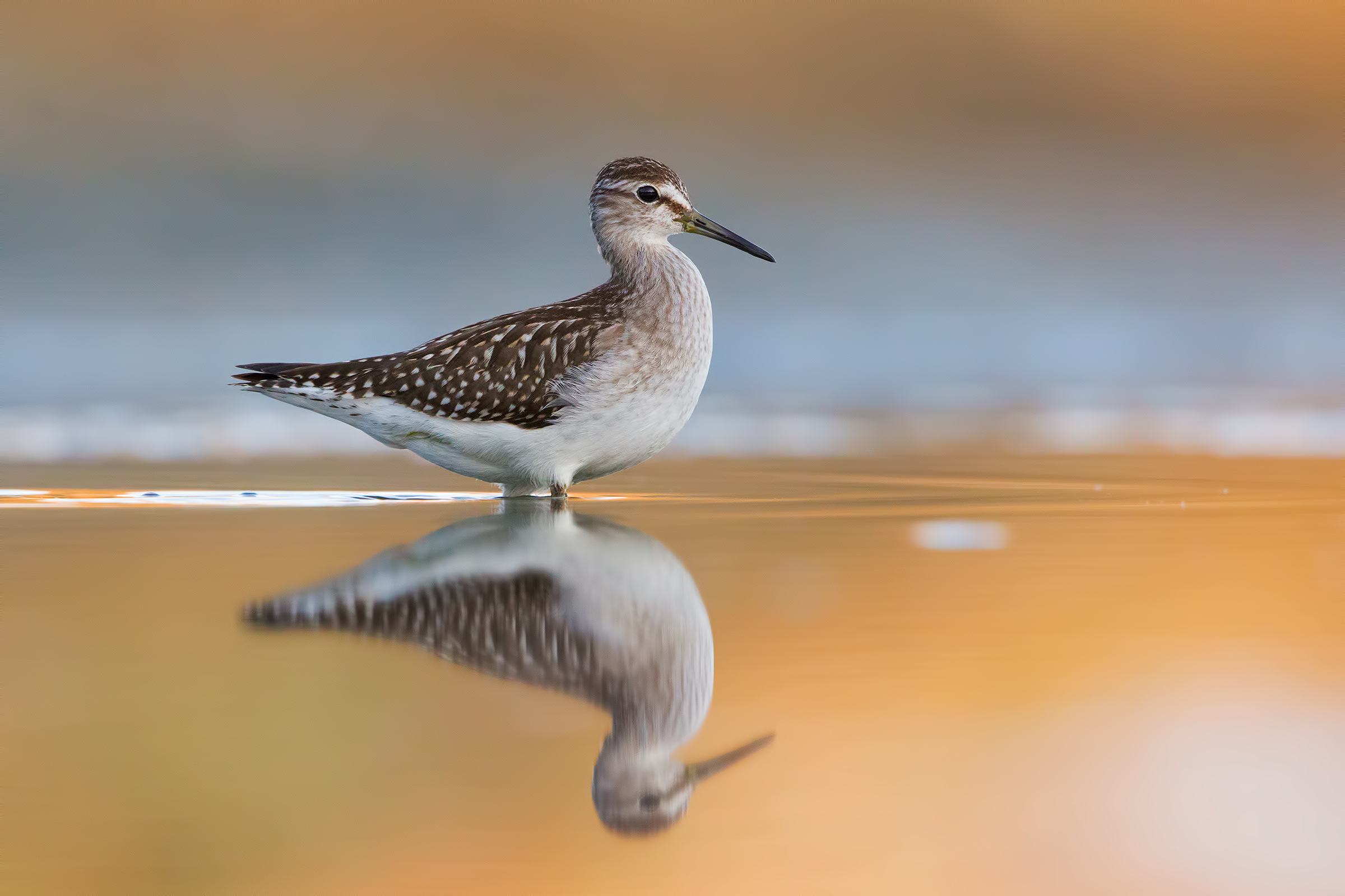 Piro piro boschereccio