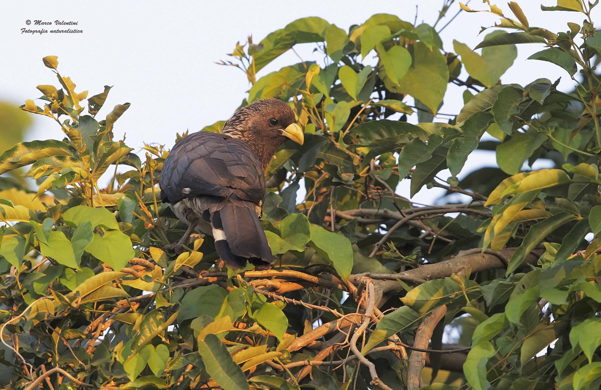 Eastern Grey Turaco