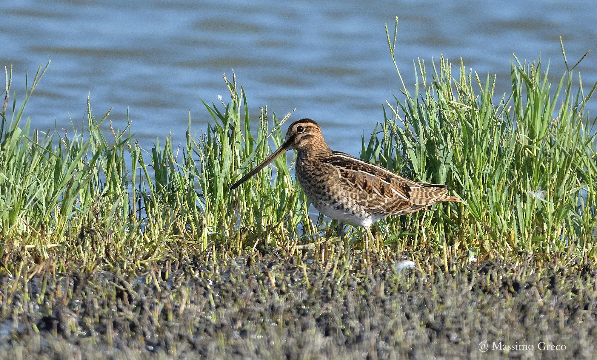 Snipe