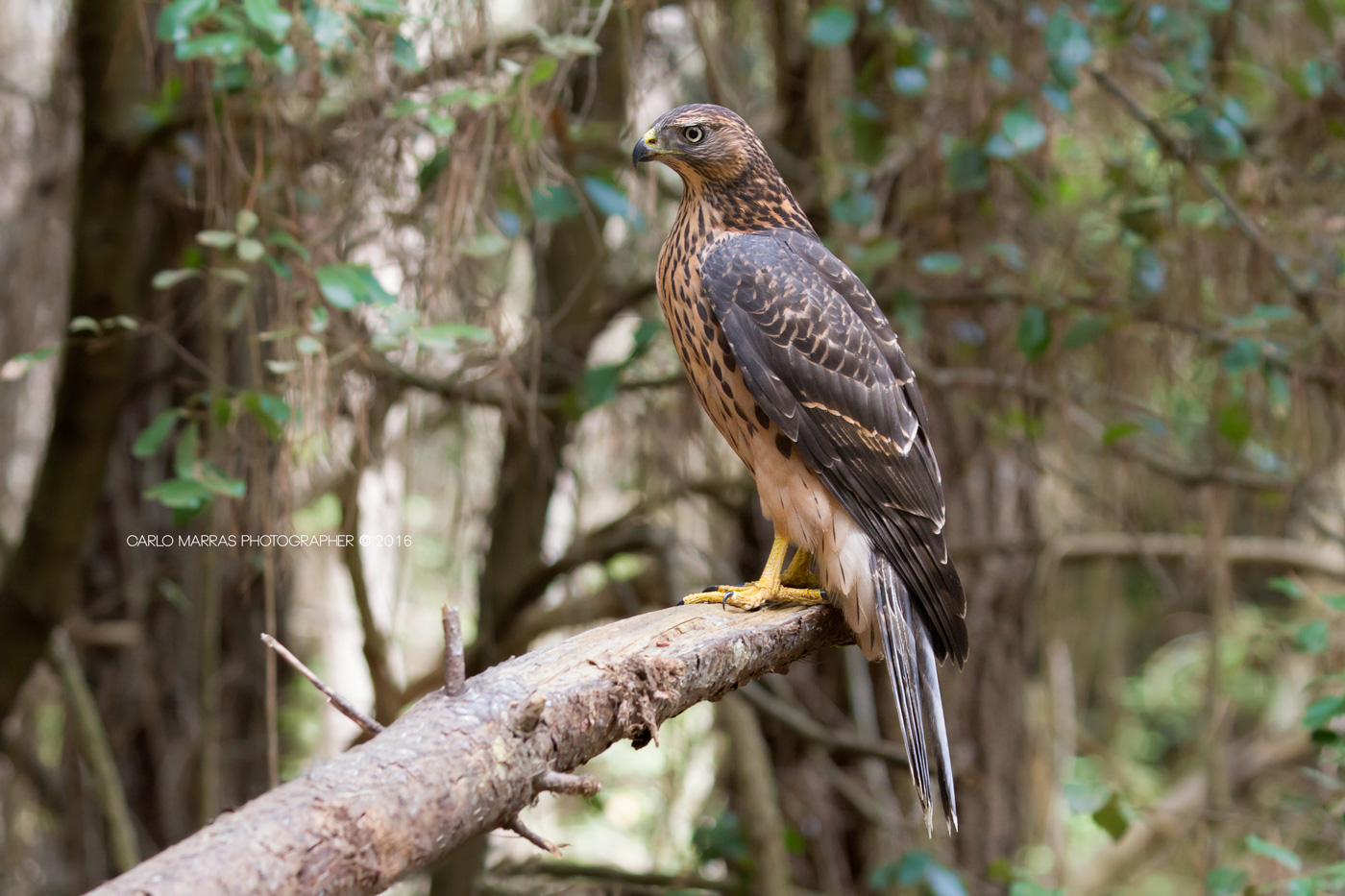 Princess of the Forest