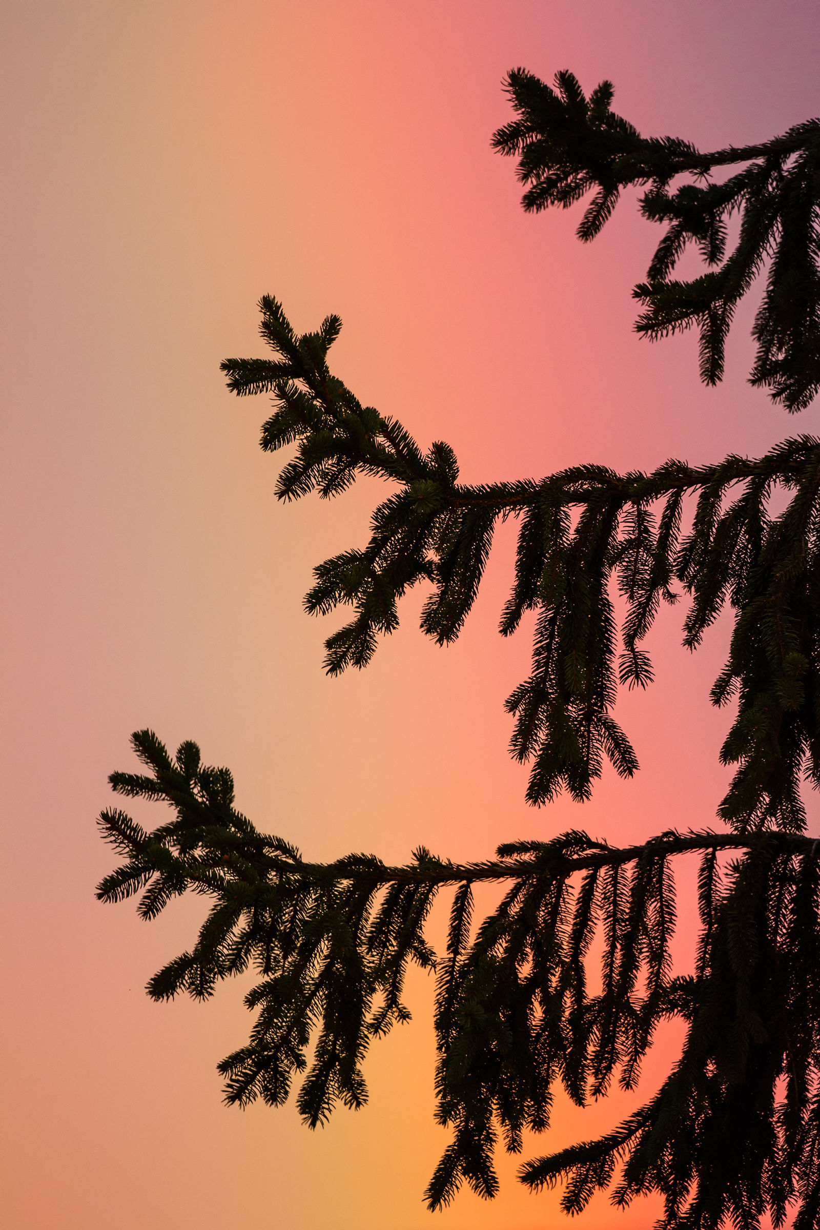 l'arcobaleno dietro al rosso..