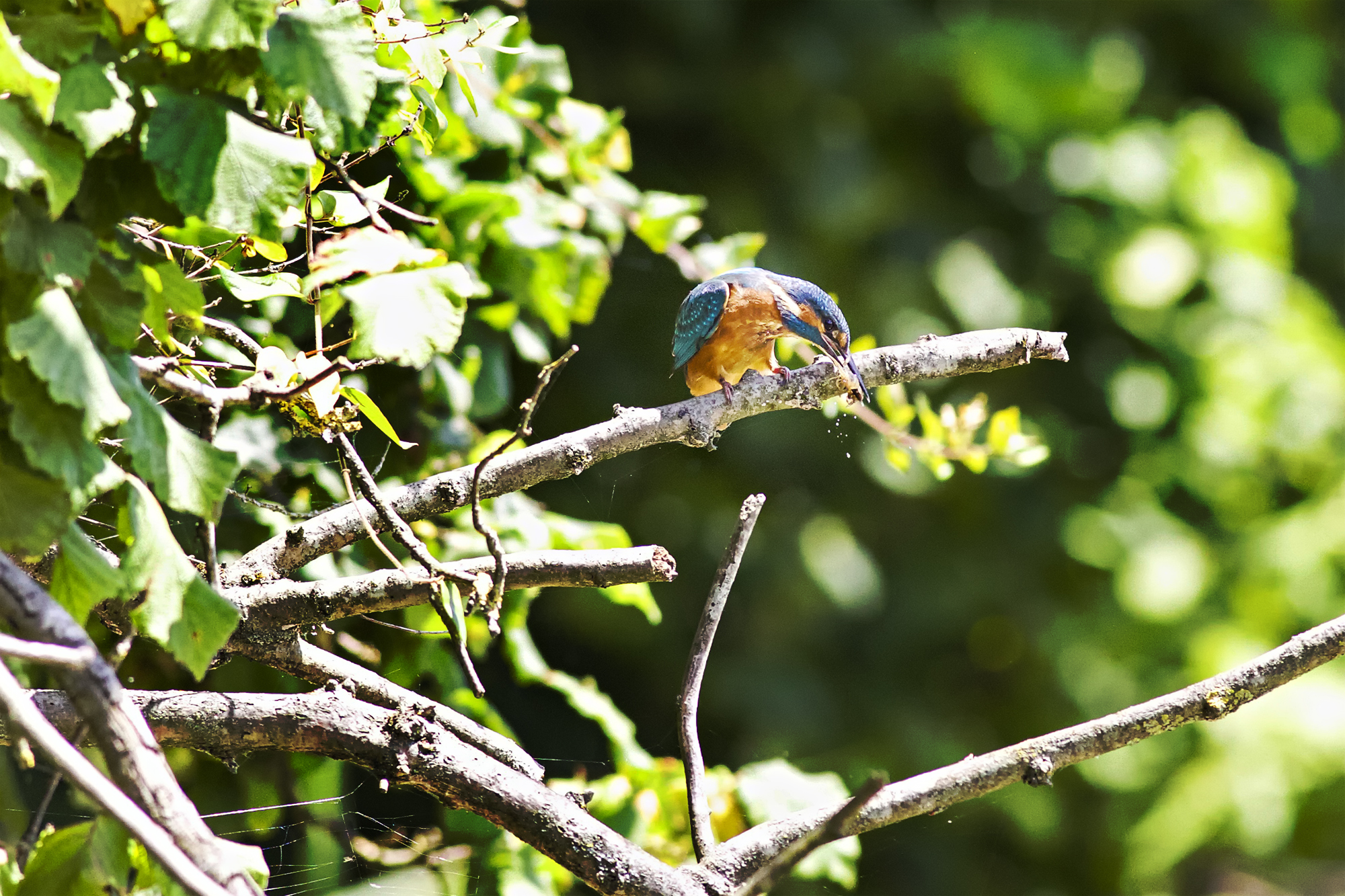 kingfisher