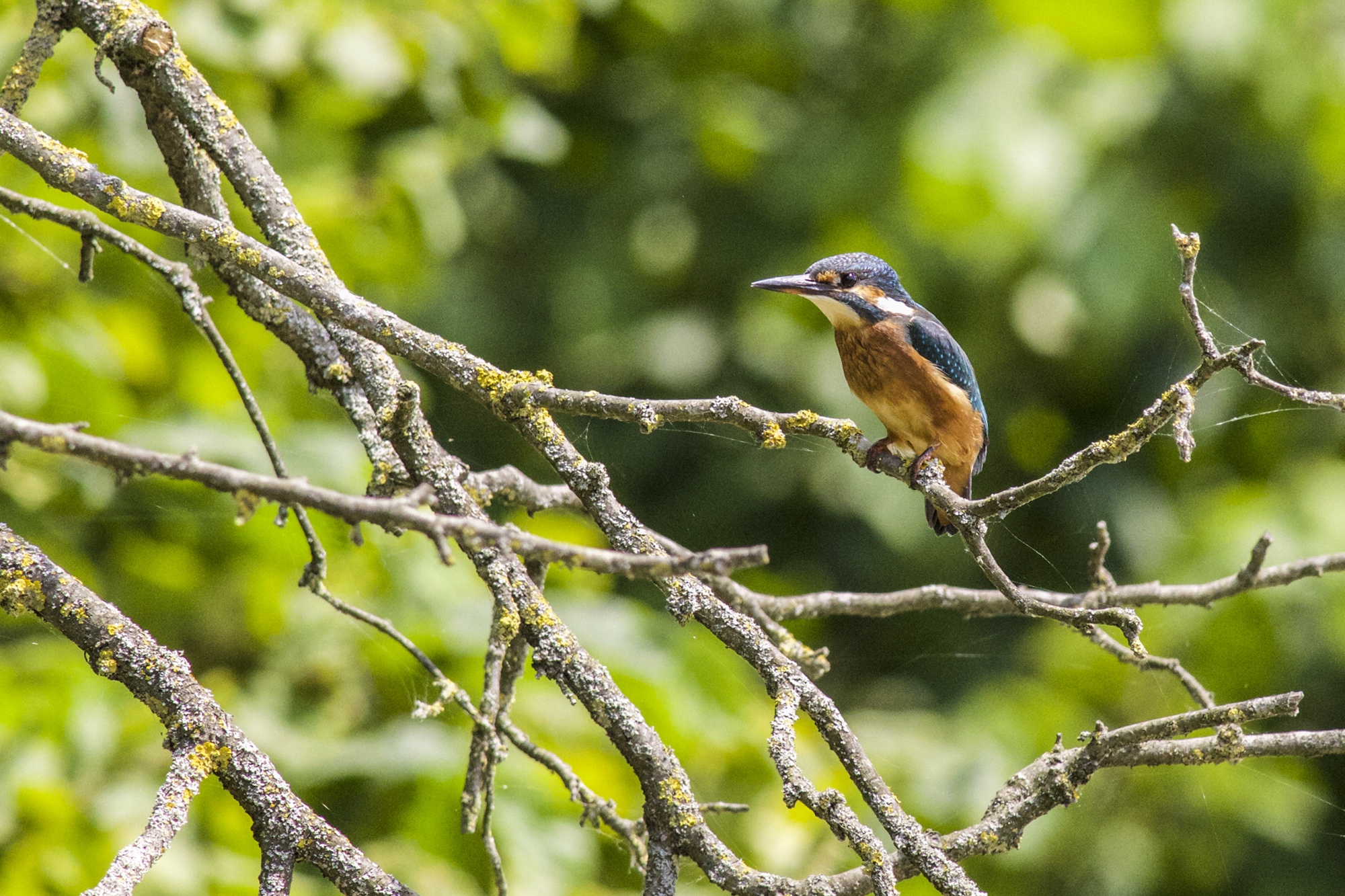 kingfisher