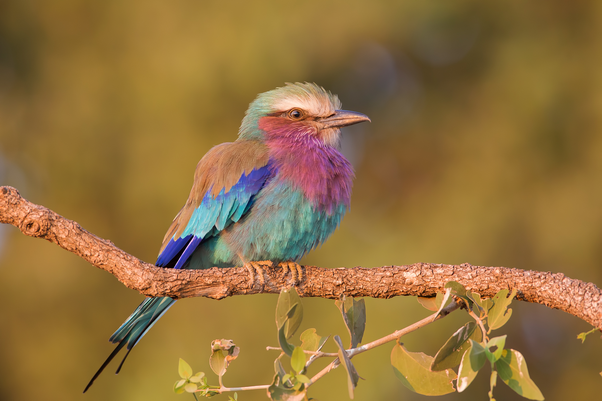 Ghiandaia marina pettolilla