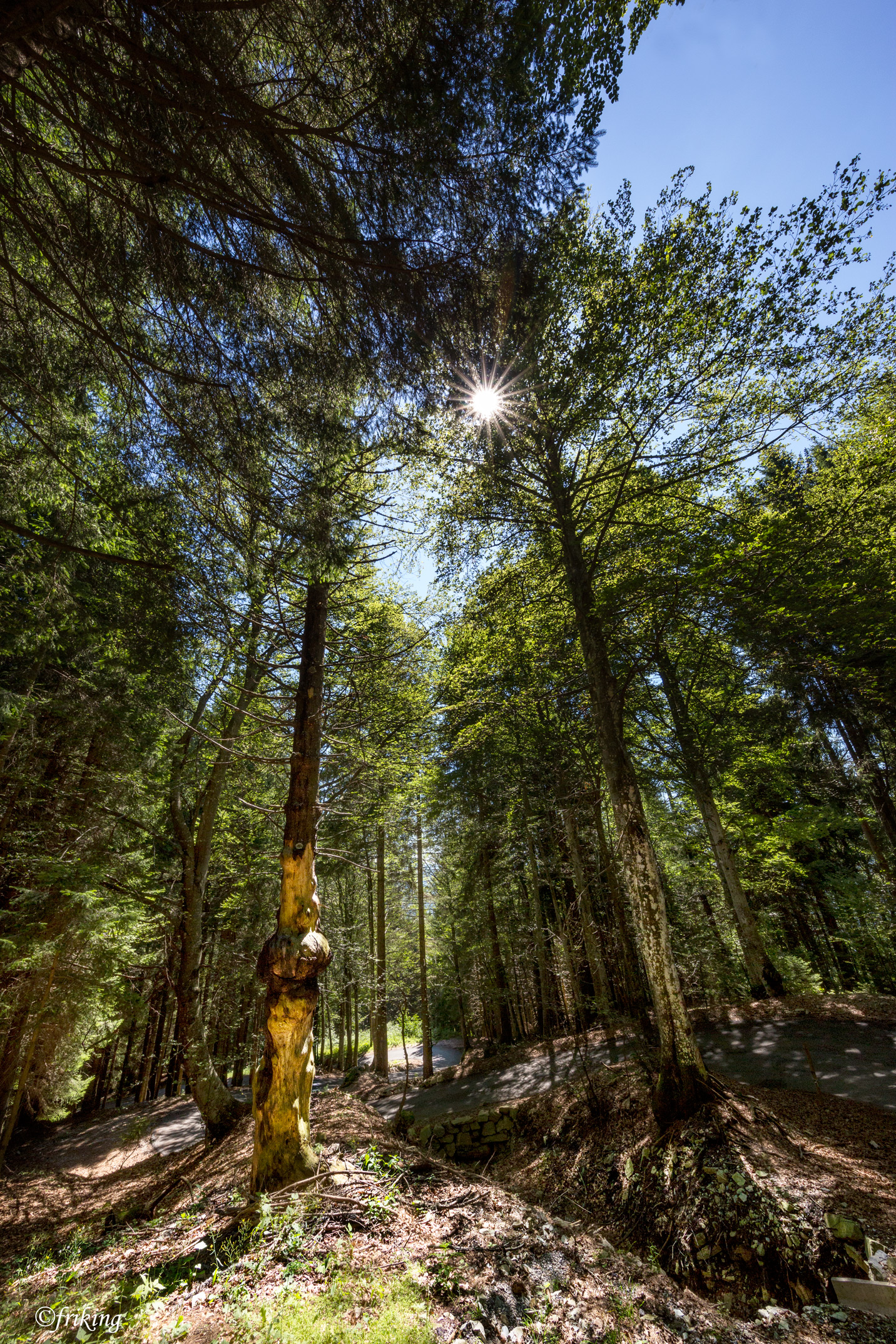 Special trunks - Woods Friuili