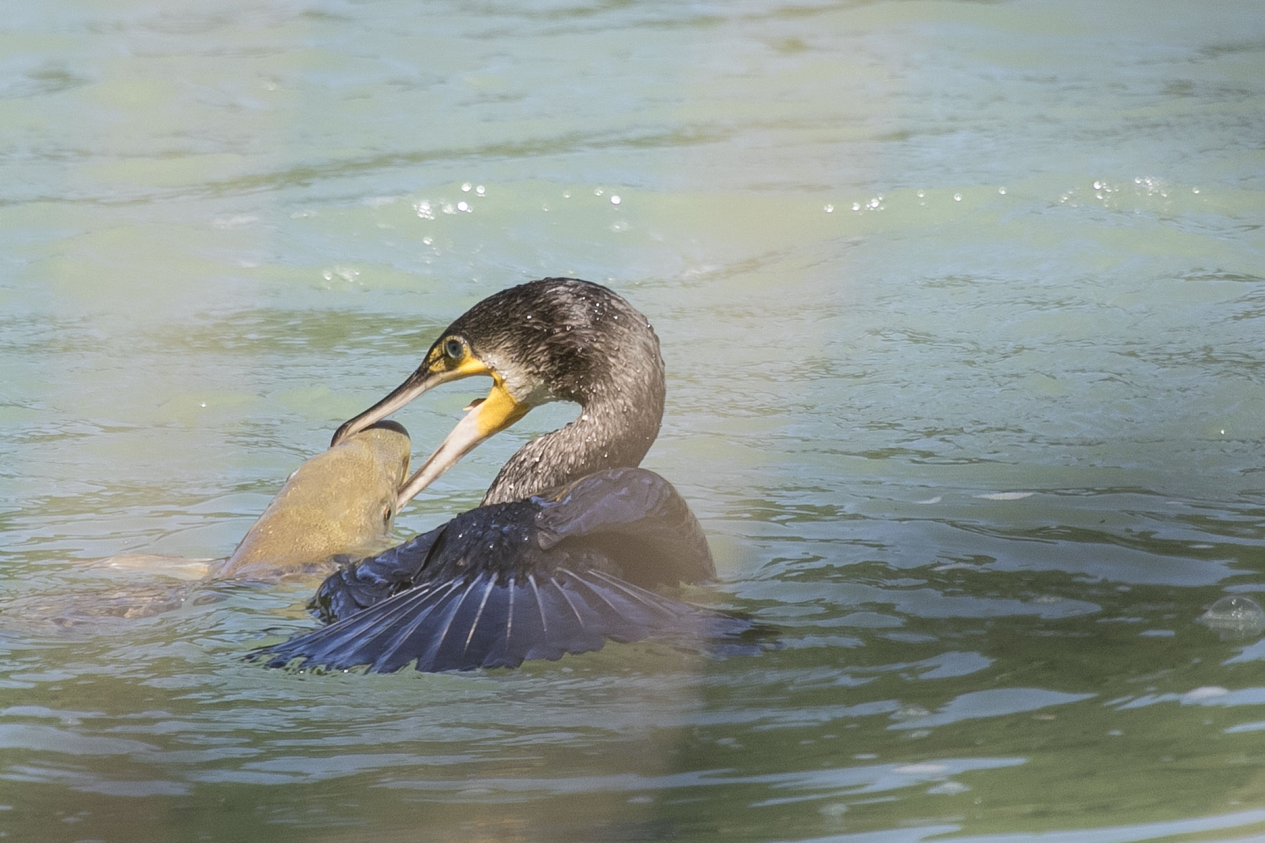 Lunch too indigestible