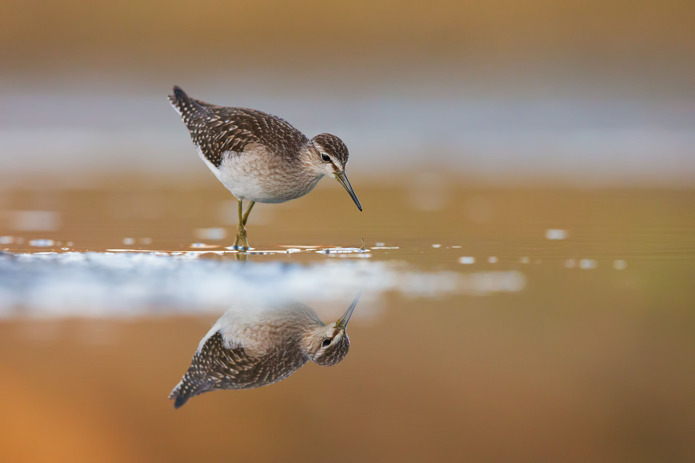 Piro piro boschereccio