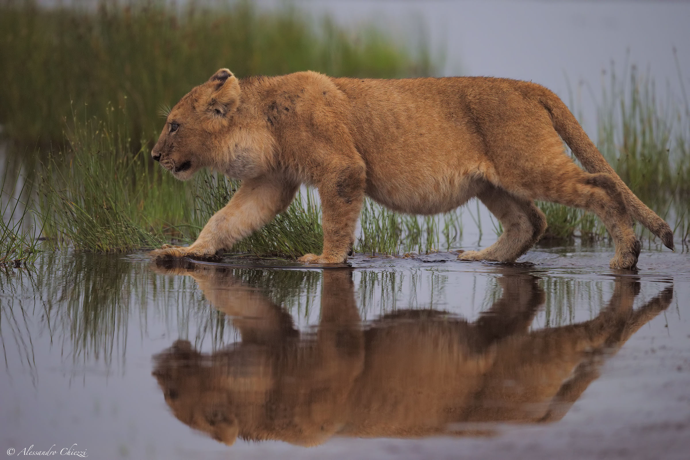 Il passaggio del piccolo leone