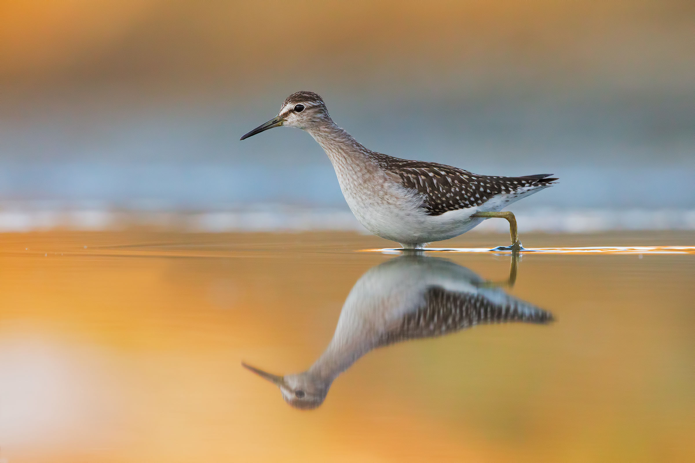 Wood Sandpiper