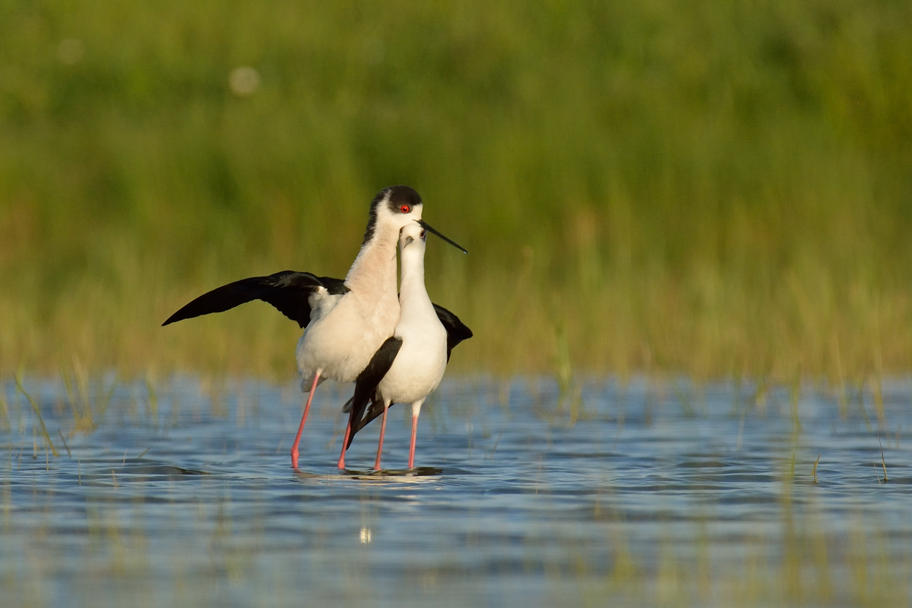 L'amore dei Cavalieri