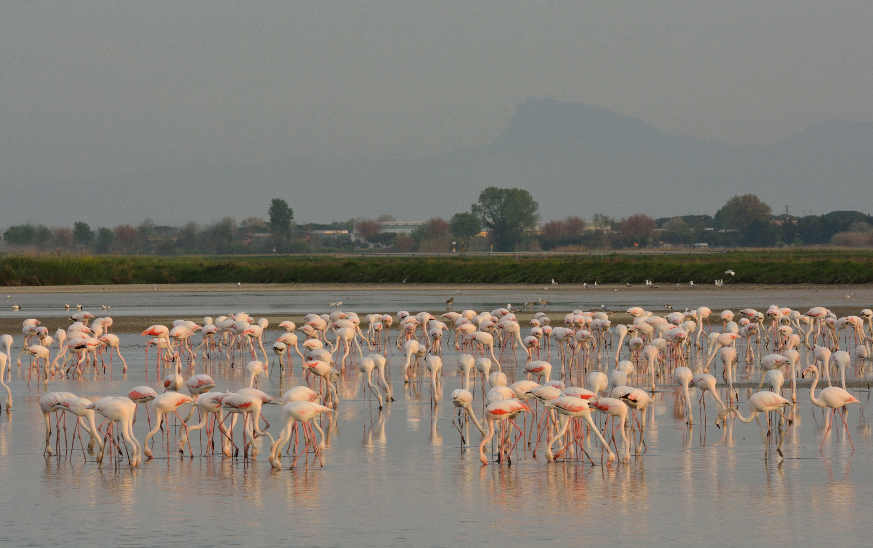 Fenicotteri a Cervia