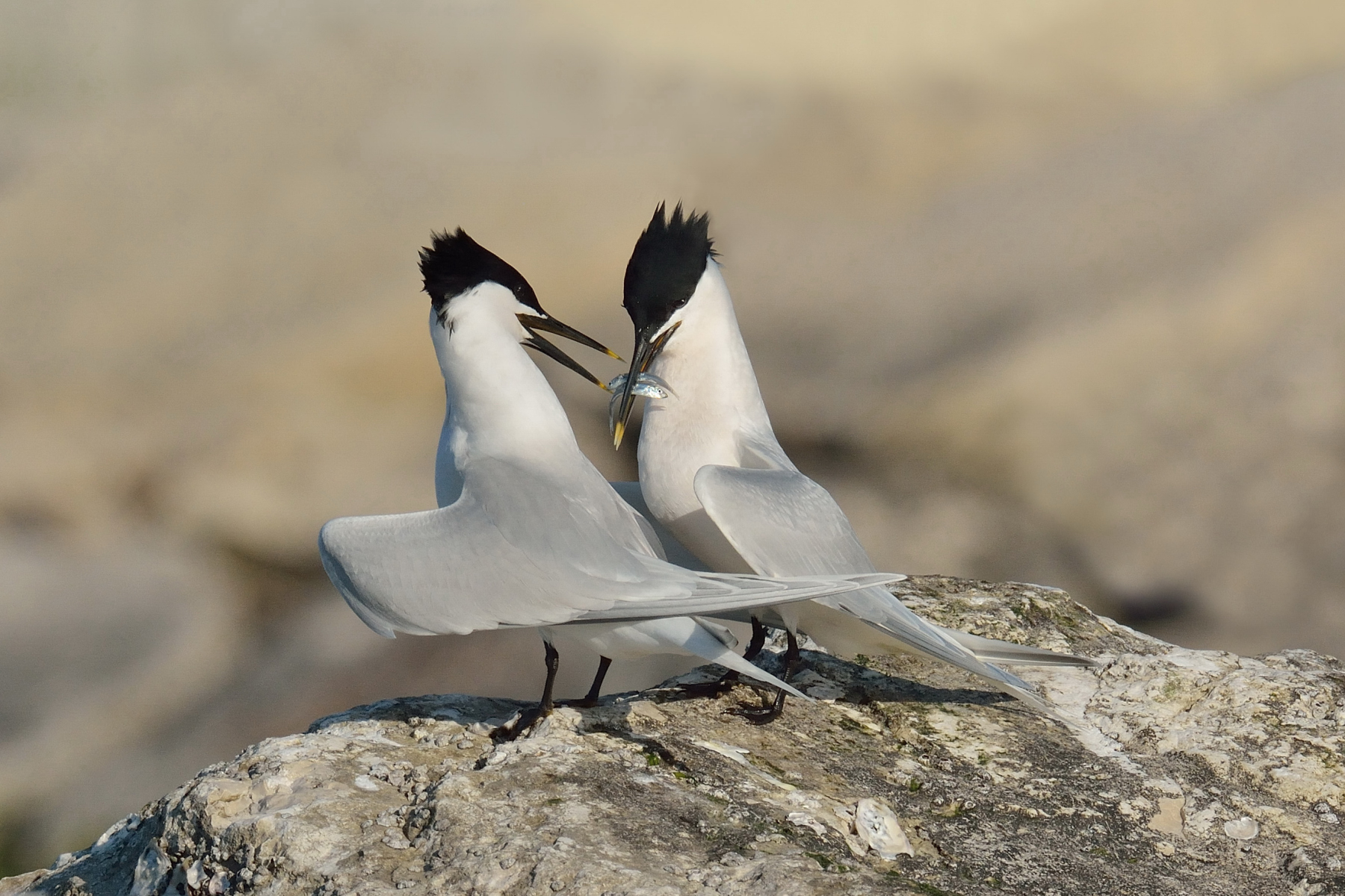 Corteggiamento fra Beccapesci