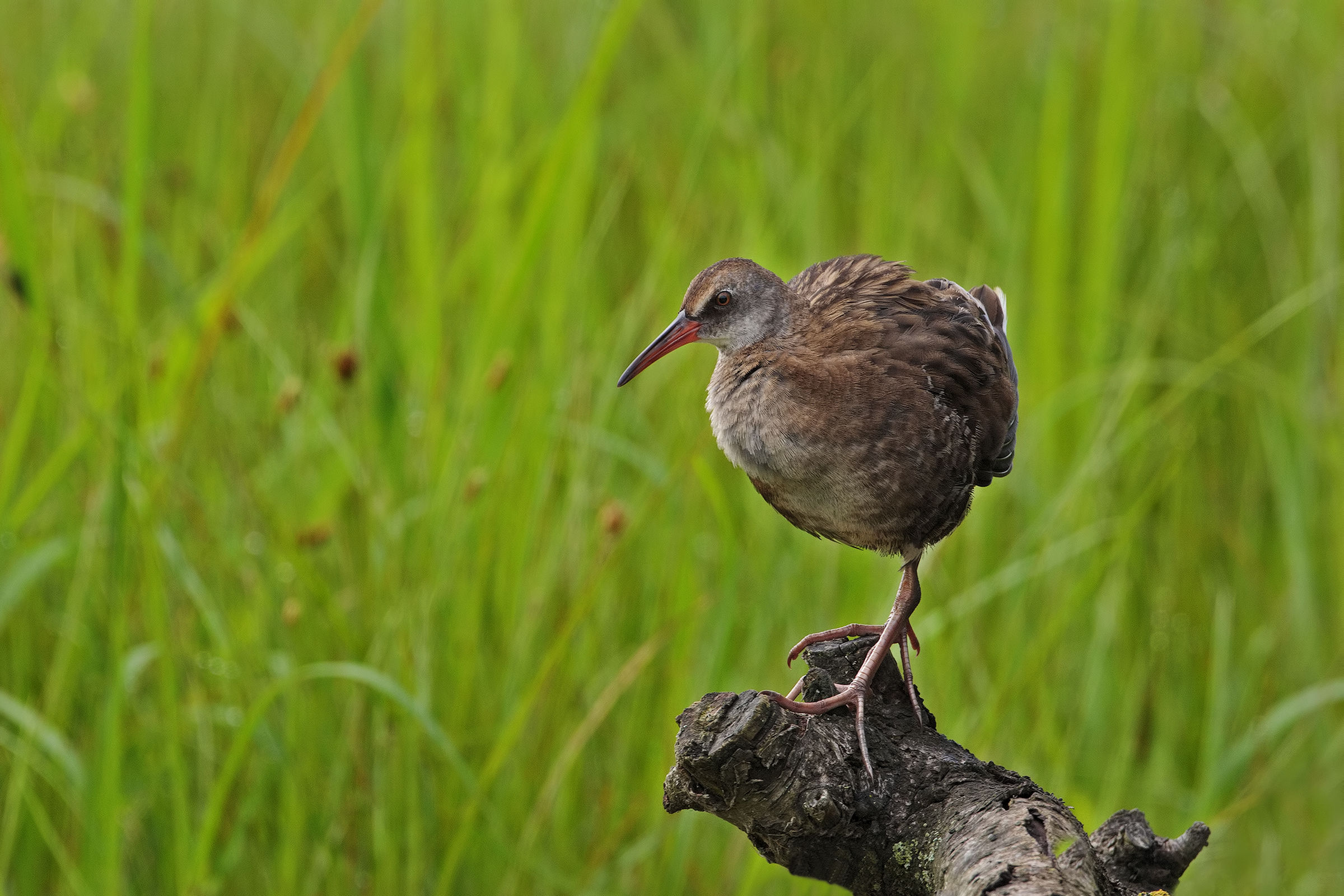 Young people grow water rail