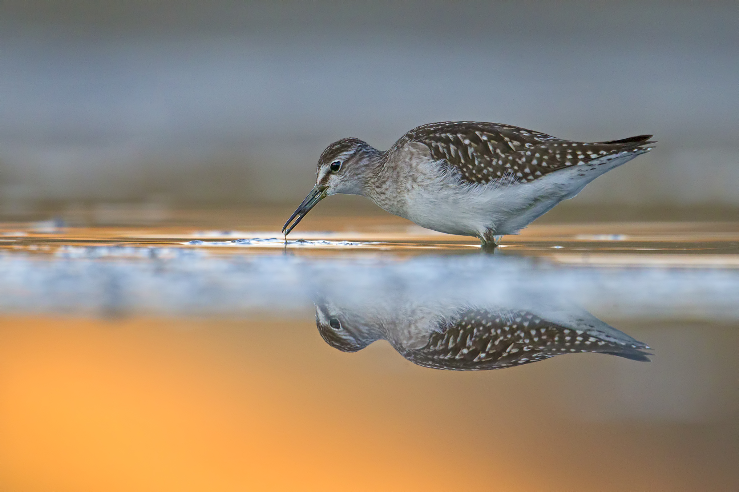 Wood Sandpiper