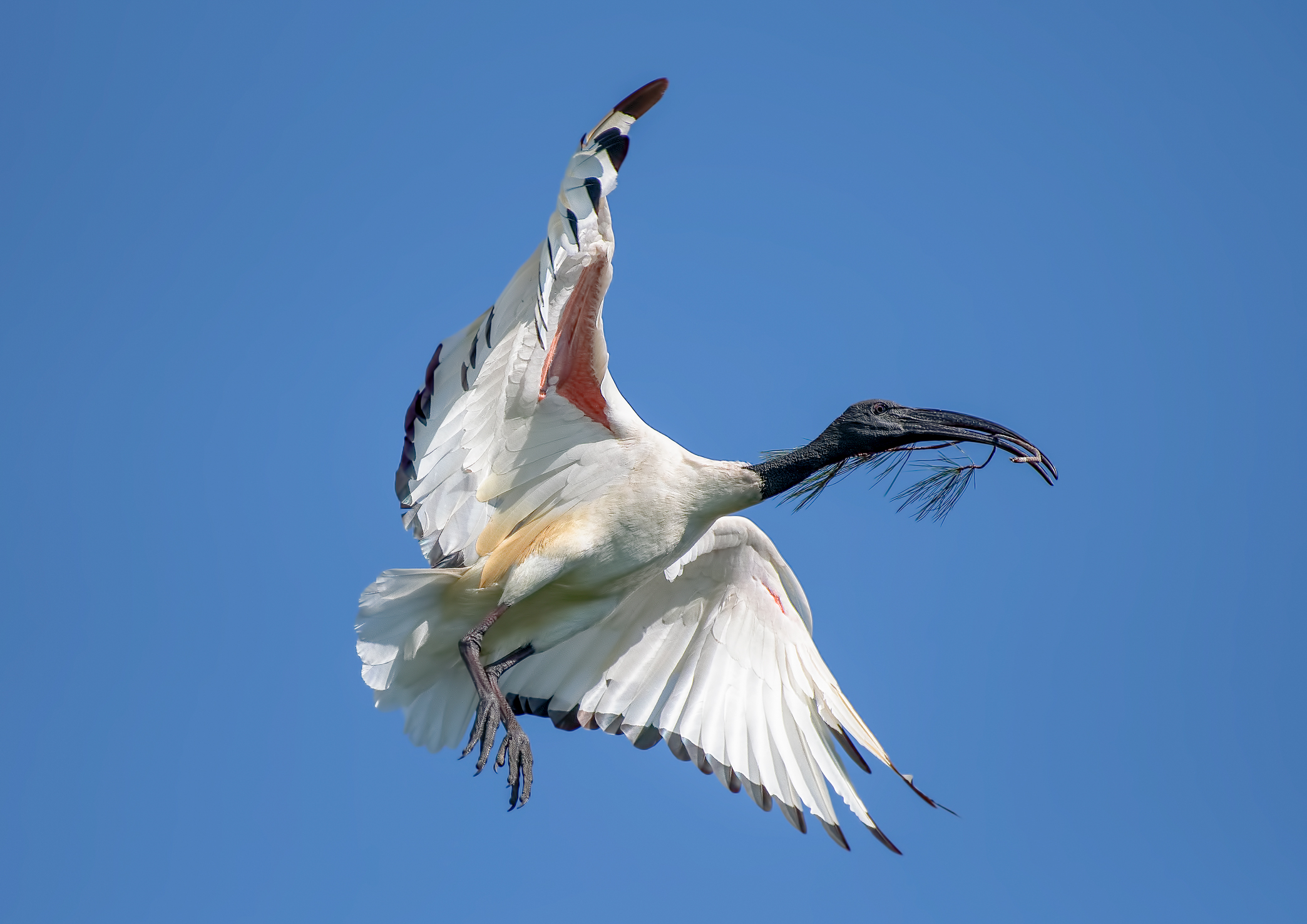 sacred ibis