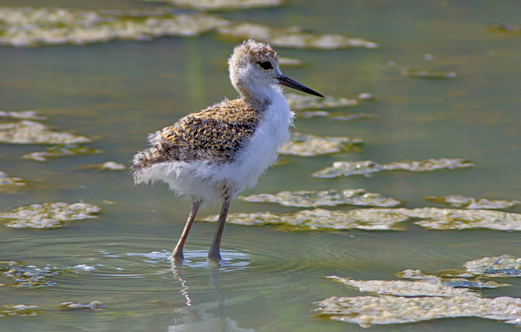 Giovane di cavaliere d'Italia