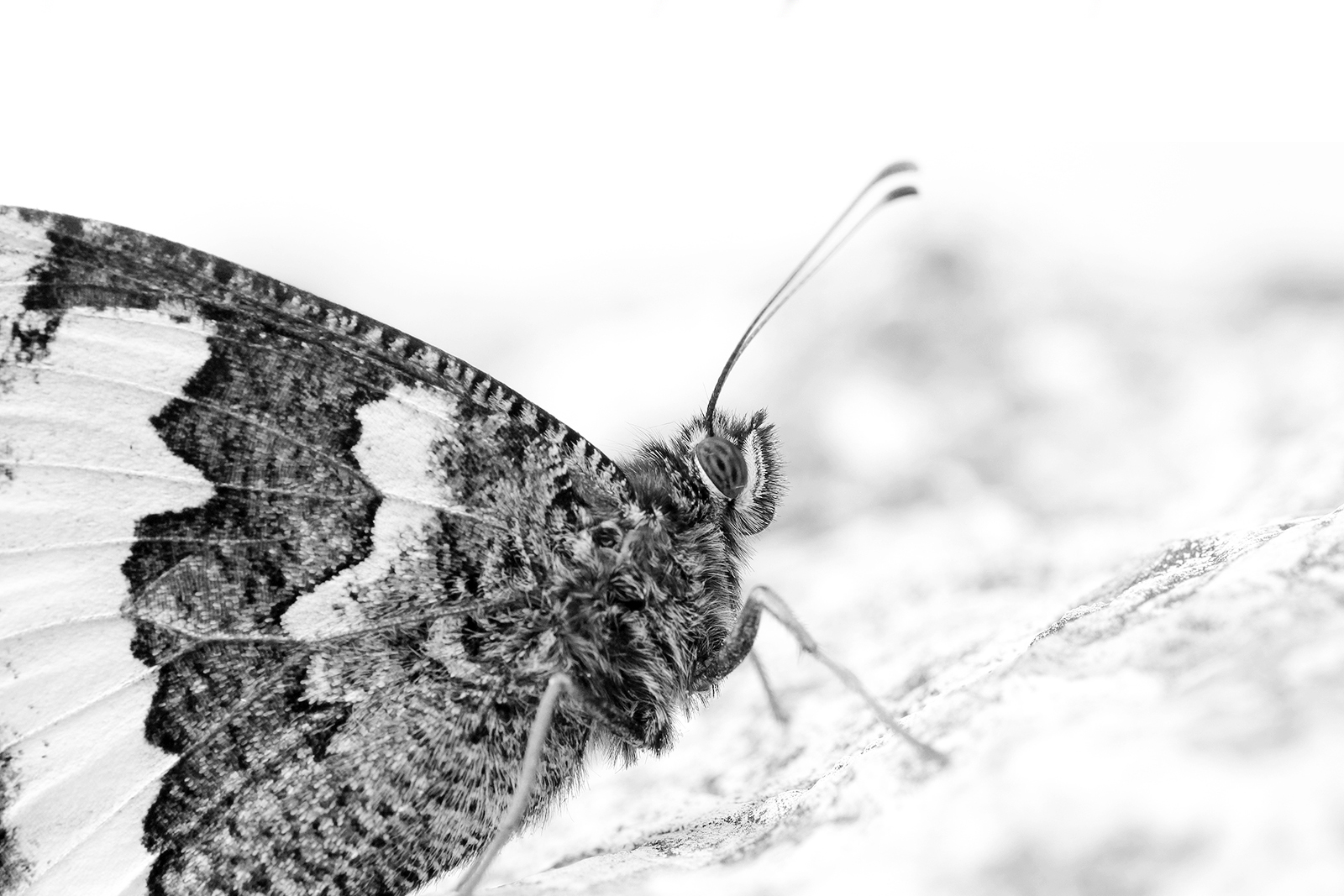 Come i fantasmi rubato i colori