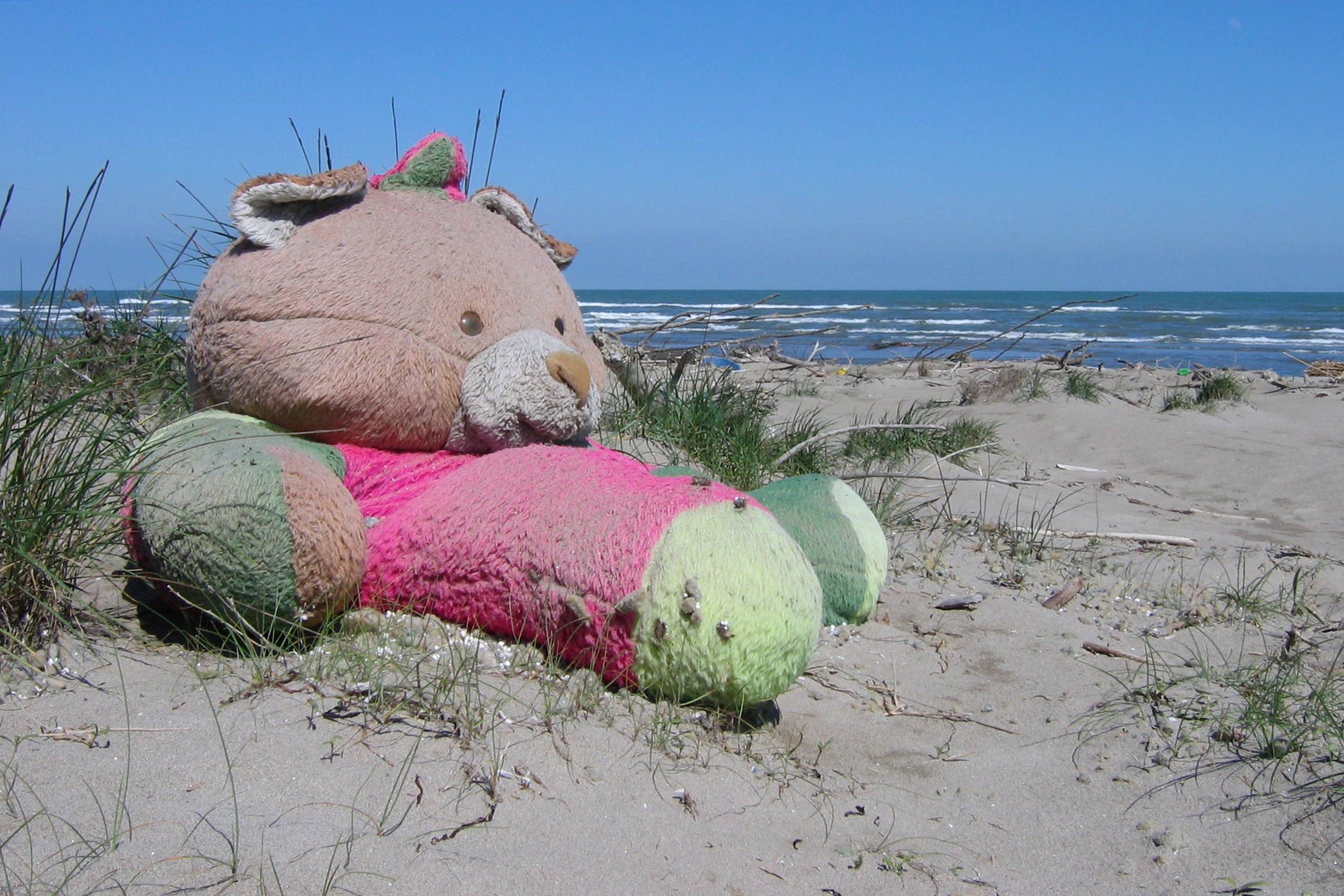 Orso da spiaggia