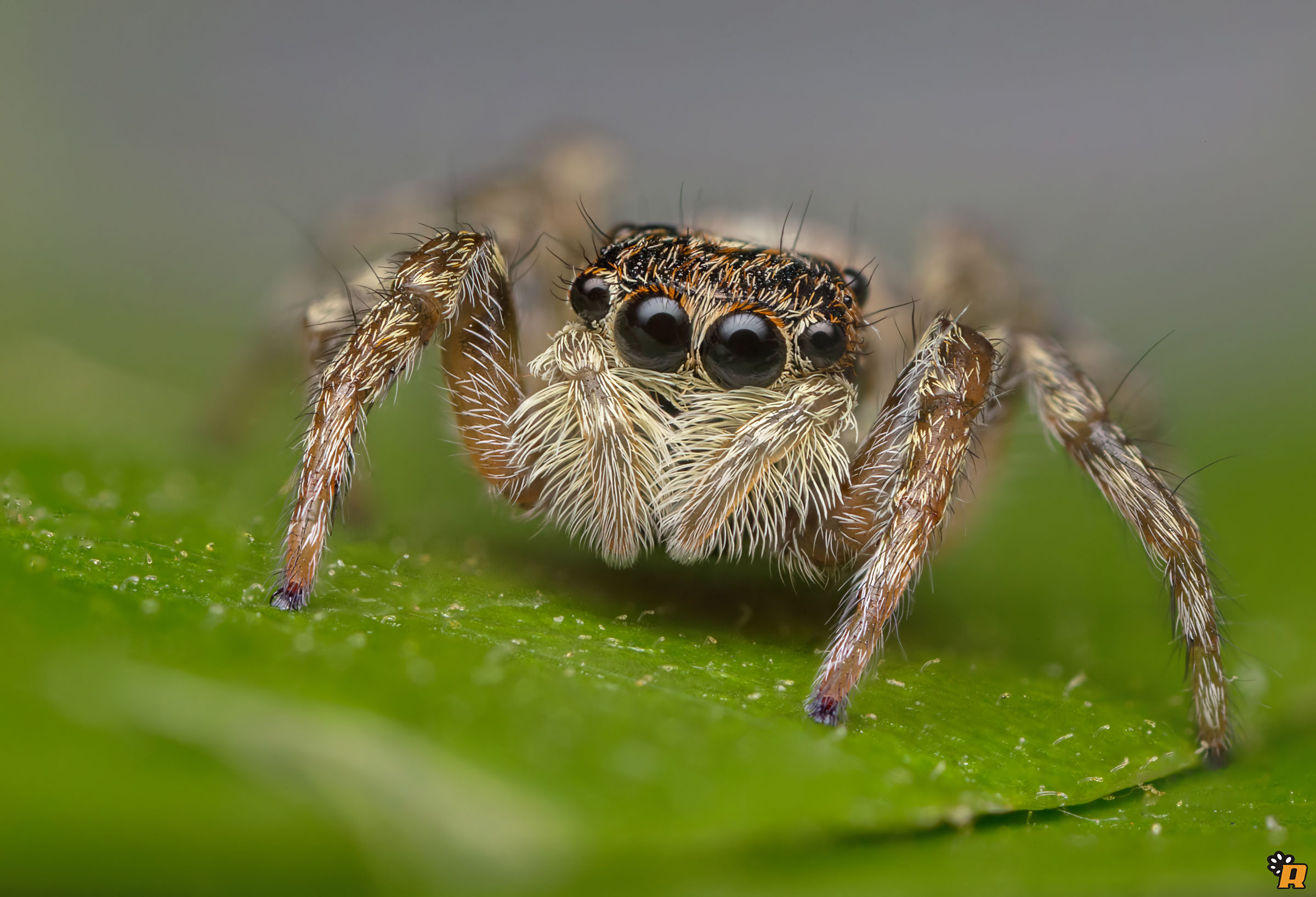 Menemerus Semilimbatus