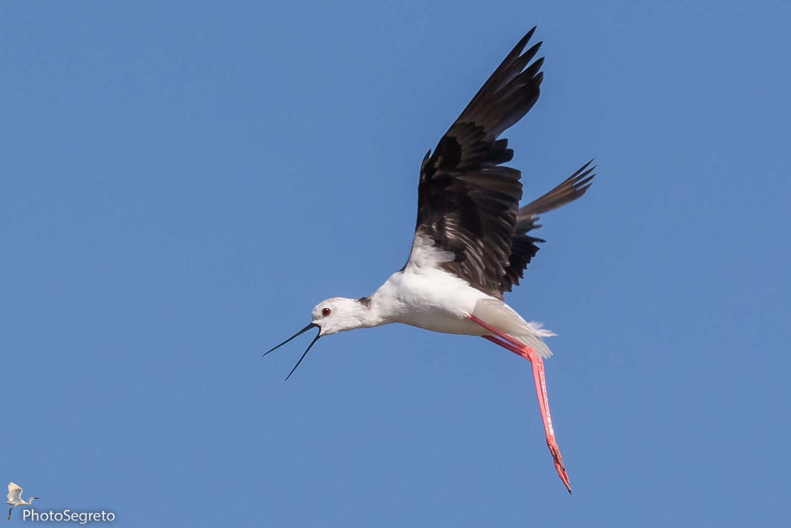 The scream of the knight