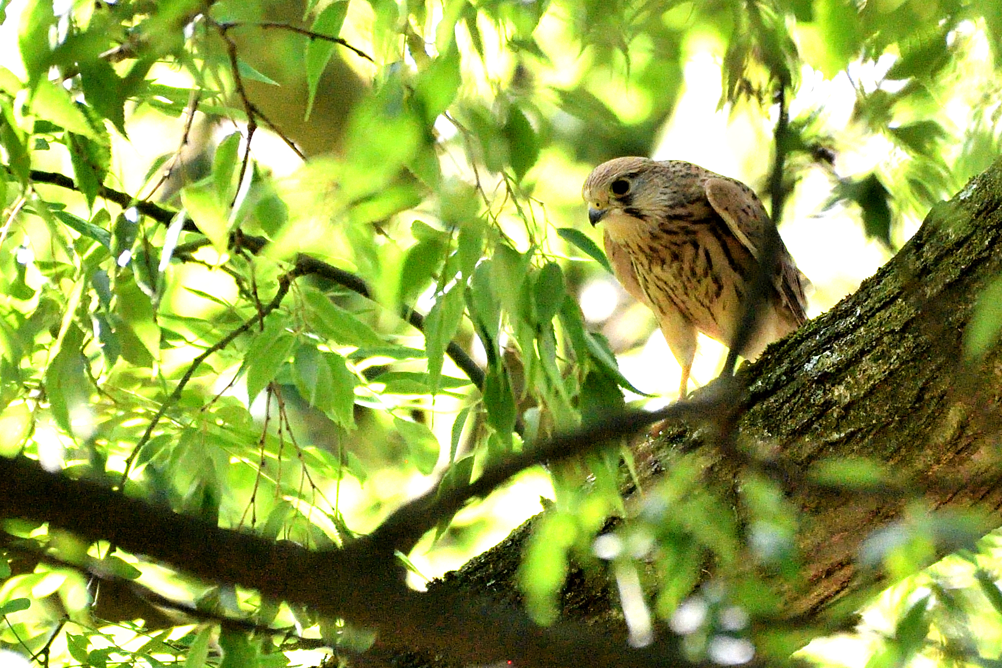 Kestrel (female)