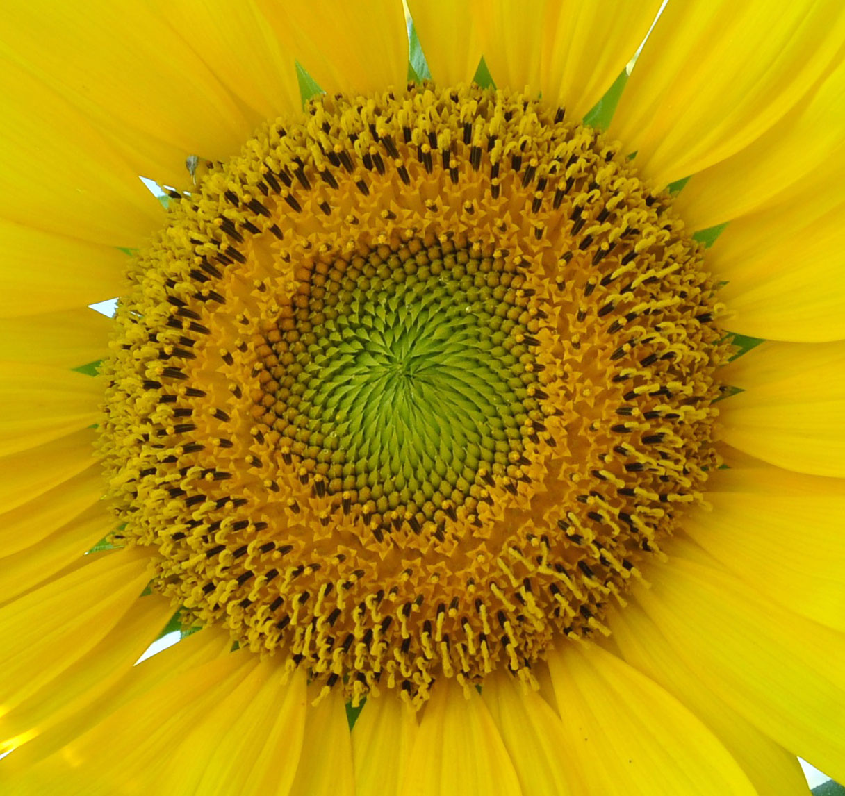 sunflower 2