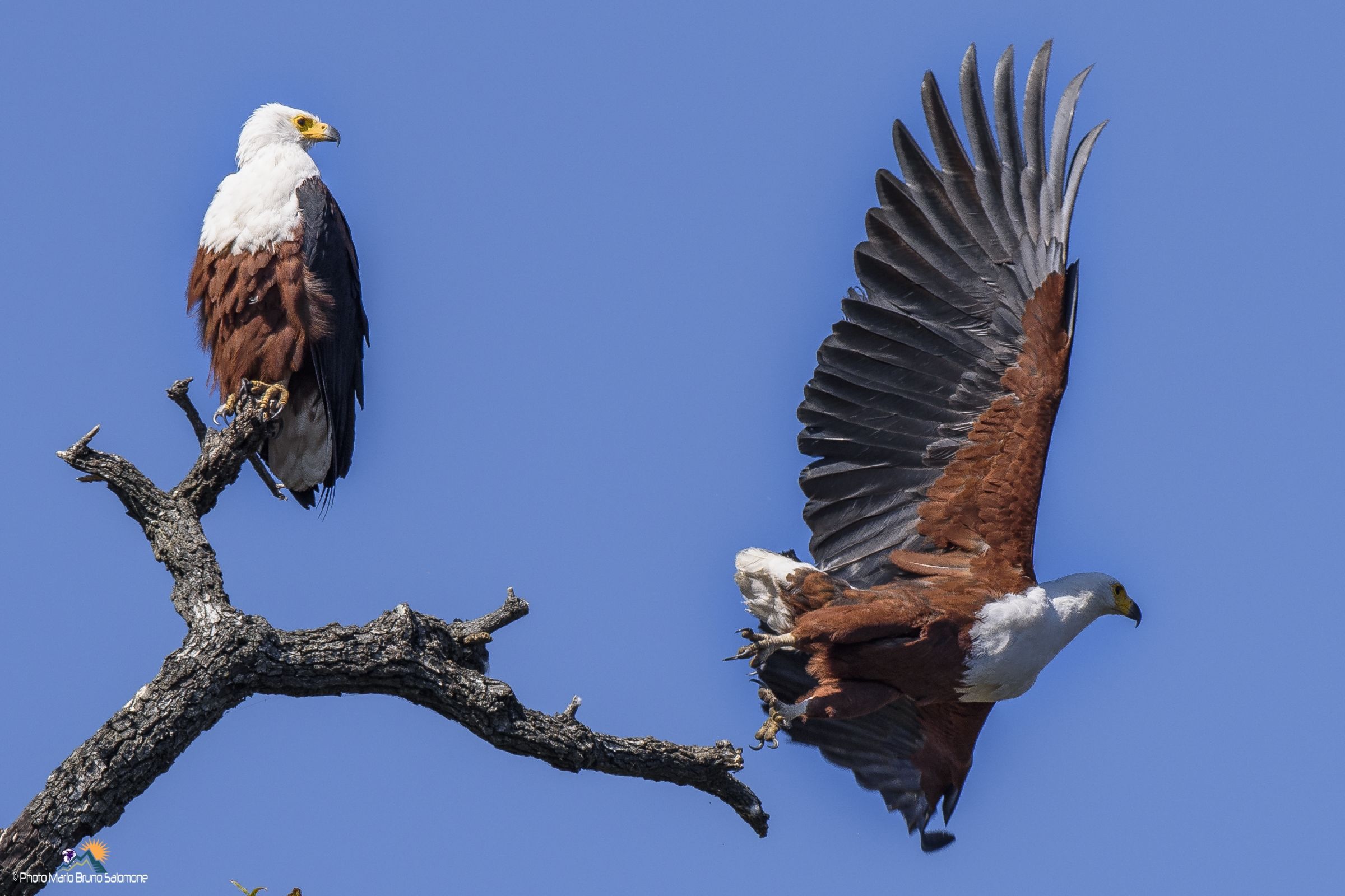 Eagle fisherwoman or Howler eagle. (Haliaeetus vocif
