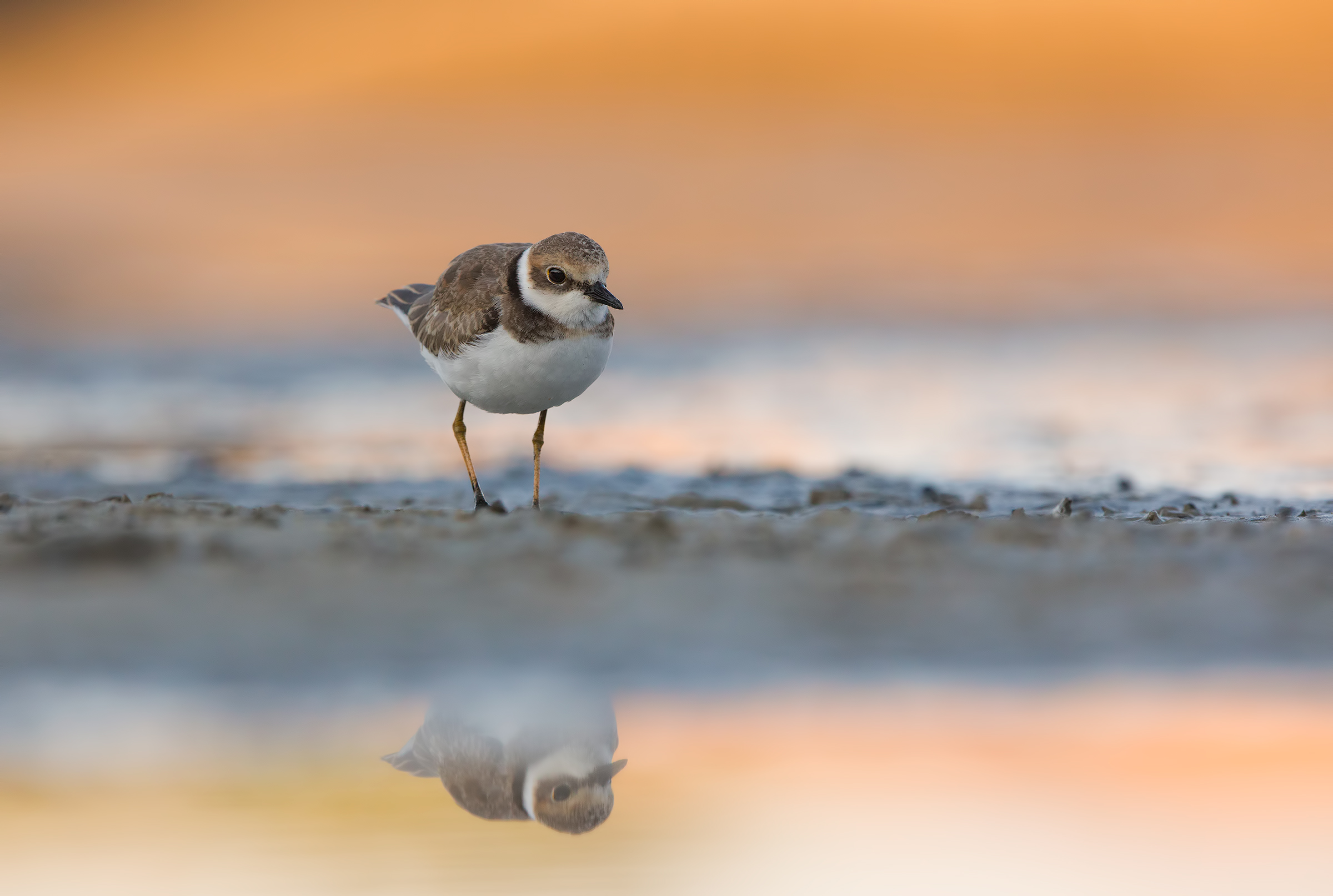 Corriere piccolo juv