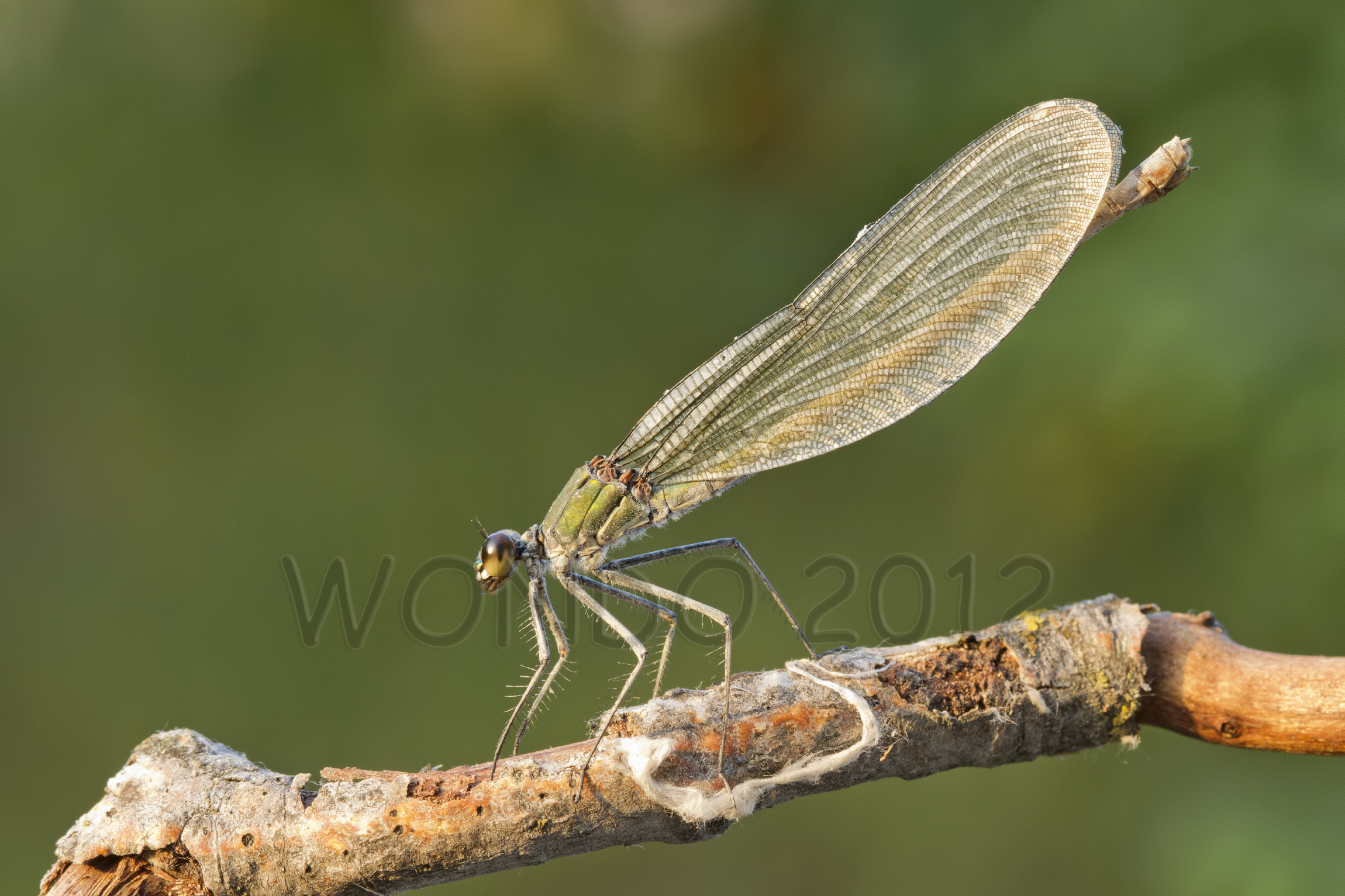 Female Calopteryx Splendes