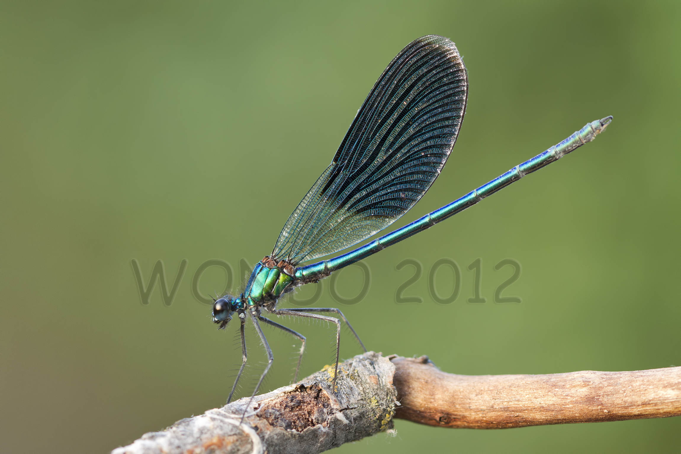Male Calopteryx Splendes