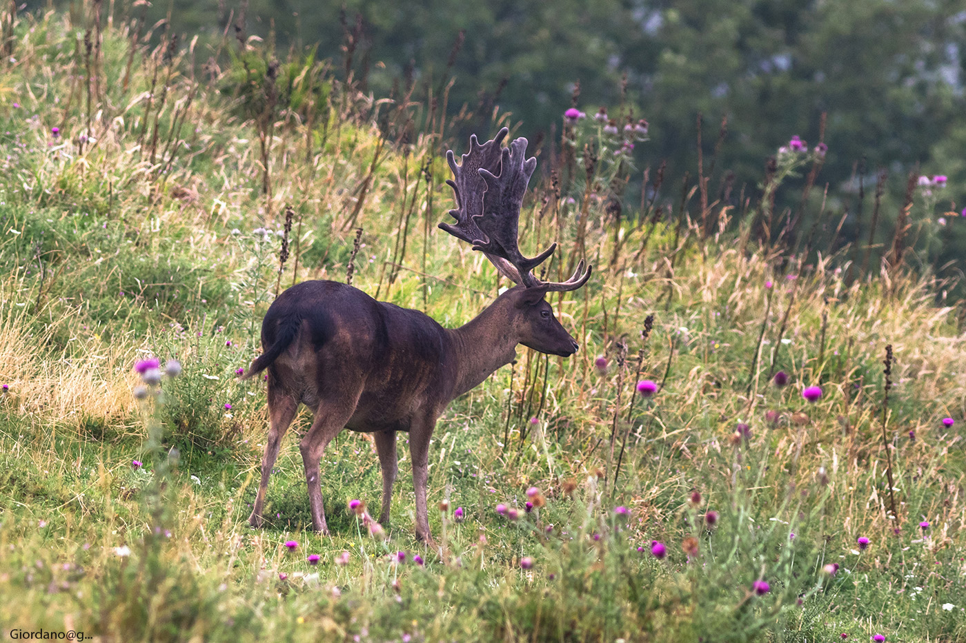 The Melanico giant velvet