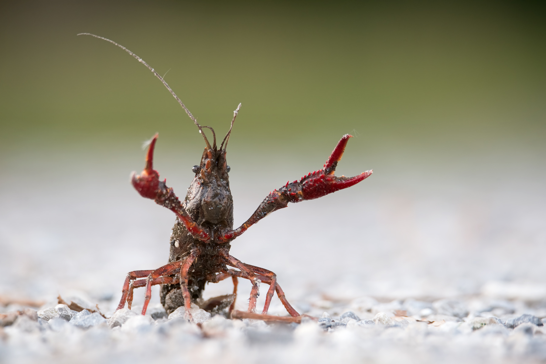 Red Louisiana shrimp